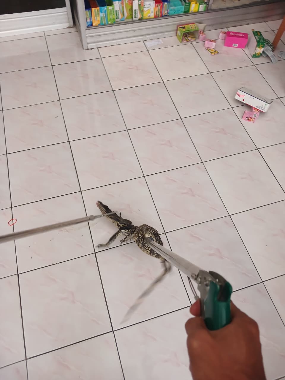 Damkarmat Bojonegoro Evakuasi Biawak di Area Apotek Kedungadem