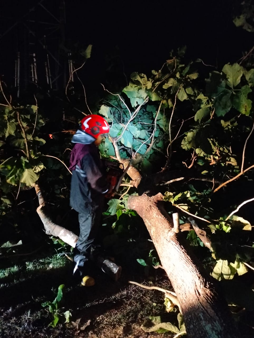 Damkarmat Bojonegoro Tangani Pohon Tumbang di Desa Margomulyo, Kecamatan Balen