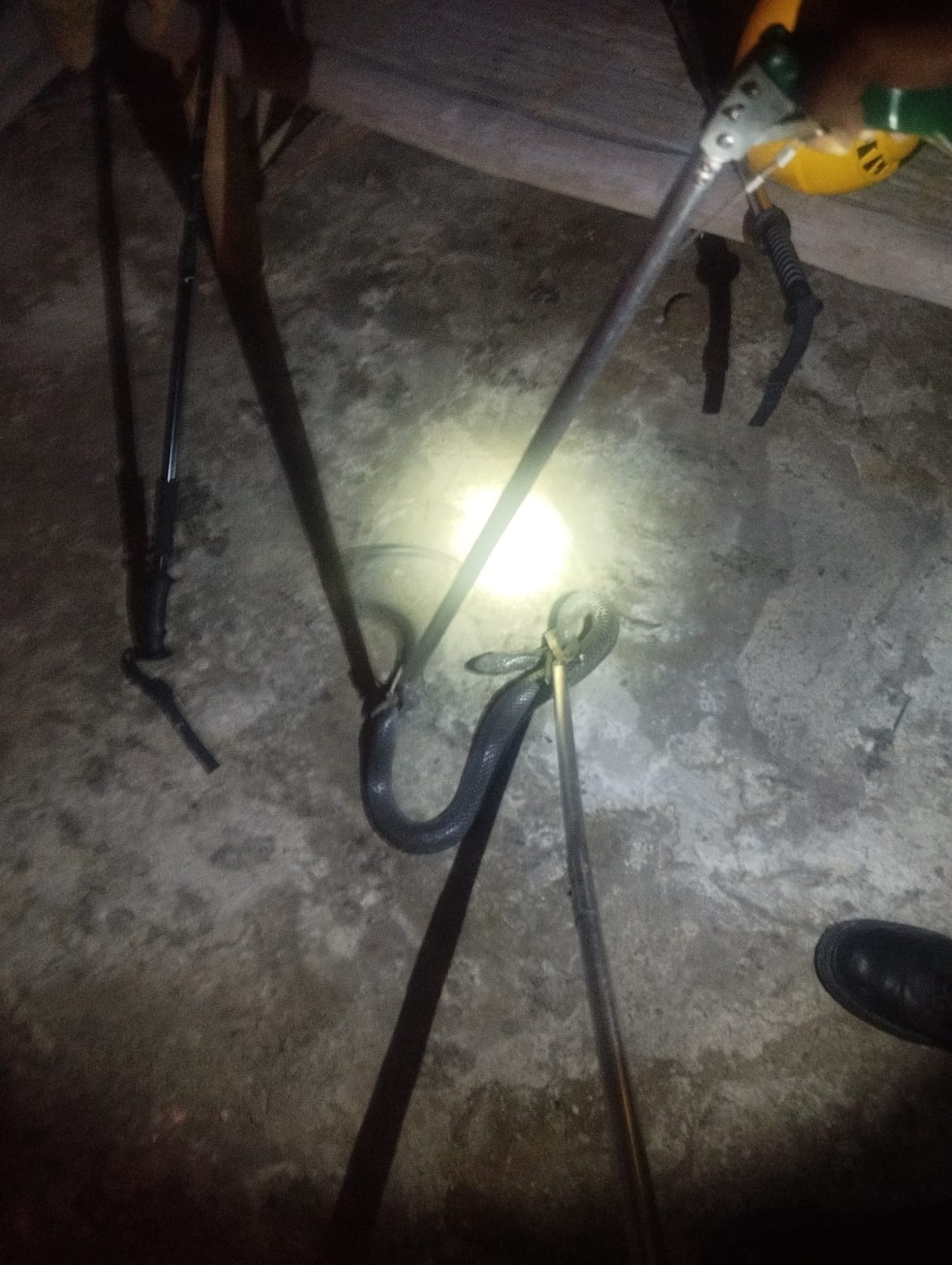 Damkarmat Bojonegoro Evakuasi Ular Sanca di Jalan A. Yani