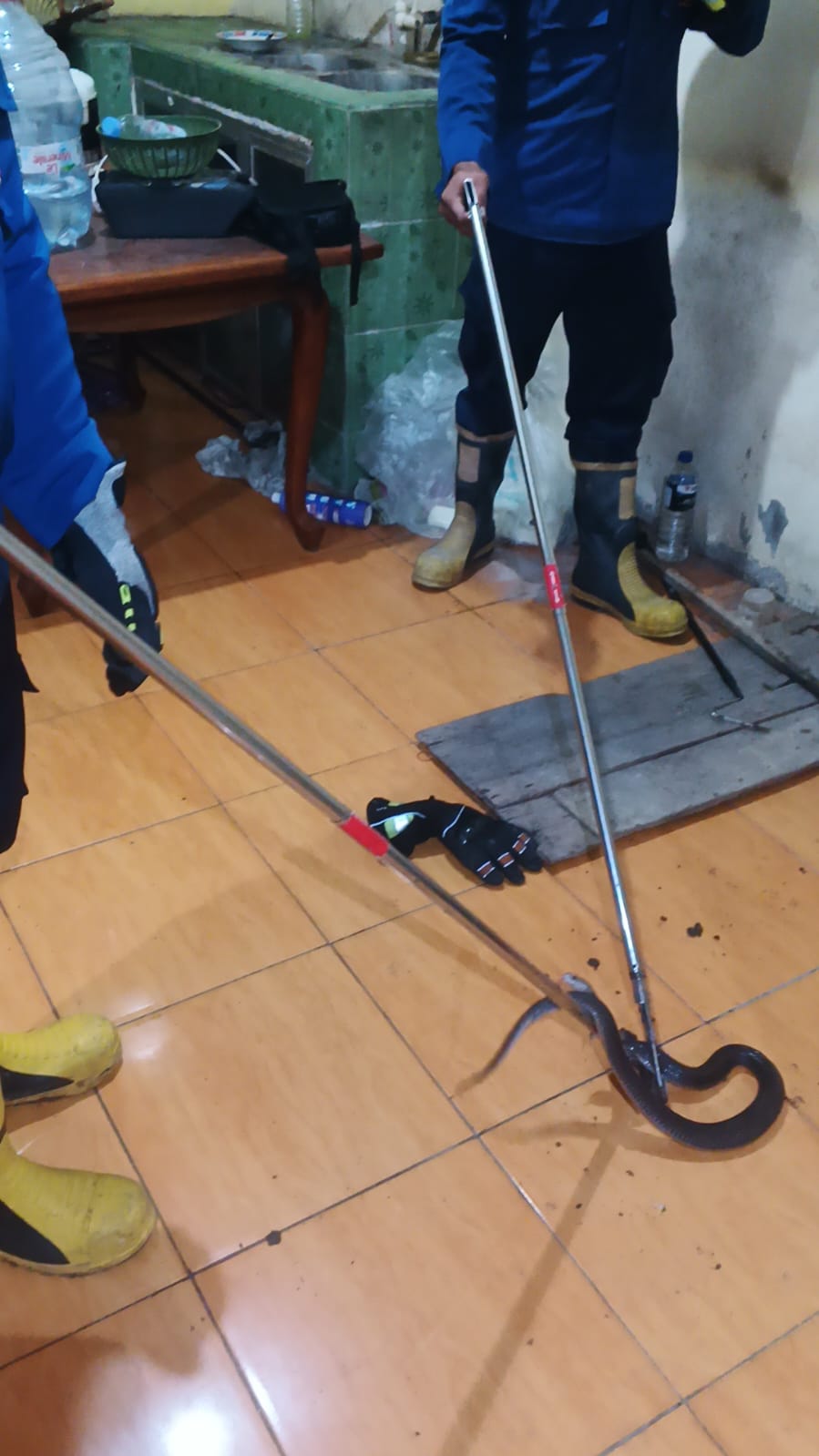 Damkarmat Bojonegoro Evakuasi Ular Kobra di Permukiman Warga Desa Cangaan