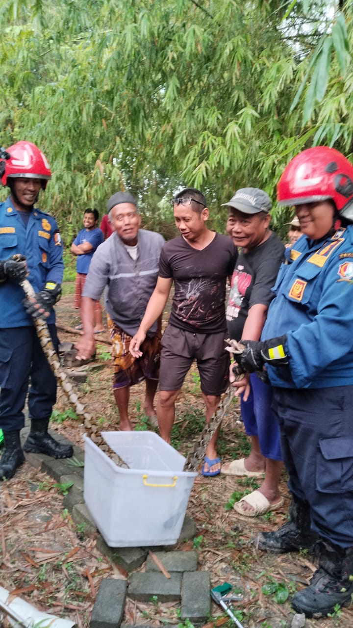 Damkarmat Bojonegoro Evakuasi Ular Masuk Rumah Warga di Kecamatan Balen