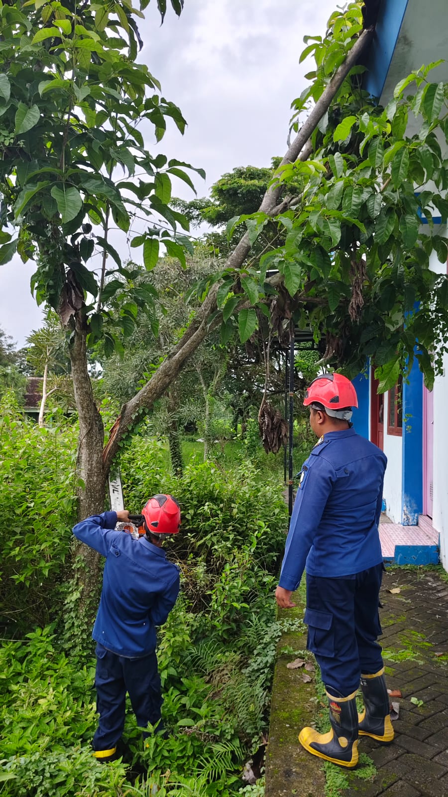 Damkarmat Bojonegoro Tangani Pohon Tumbang di Kantor BUMDesma Ngraho