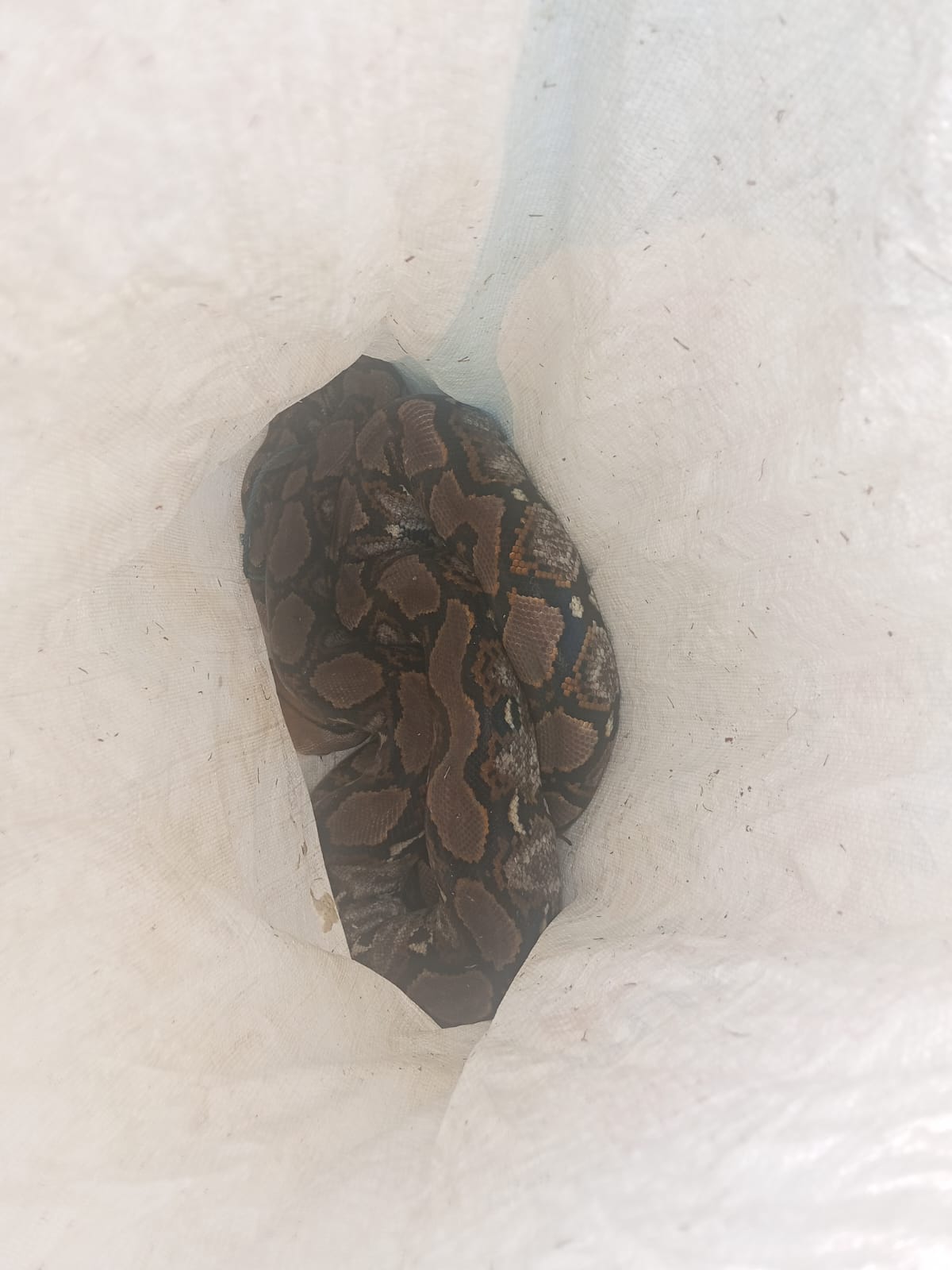 Damkarmat Bojonegoro Evakuasi Ular Python Masuk Permukiman Warga di Sukosewu