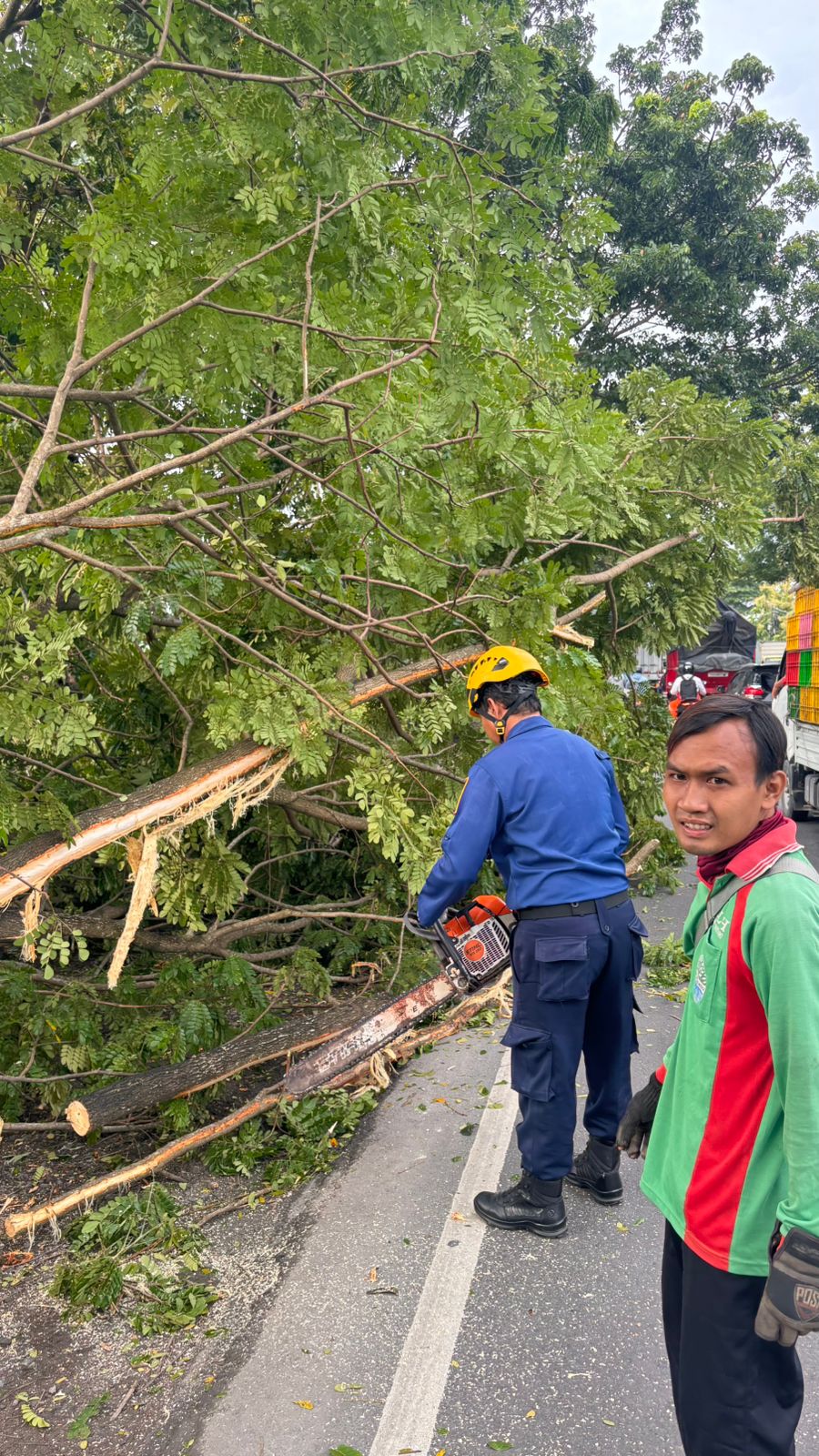 Damkarmat Bojonegoro Lakukan Evakuasi Pohon Tumbang di Jalan Raya Bojonegoro–Ngawi
