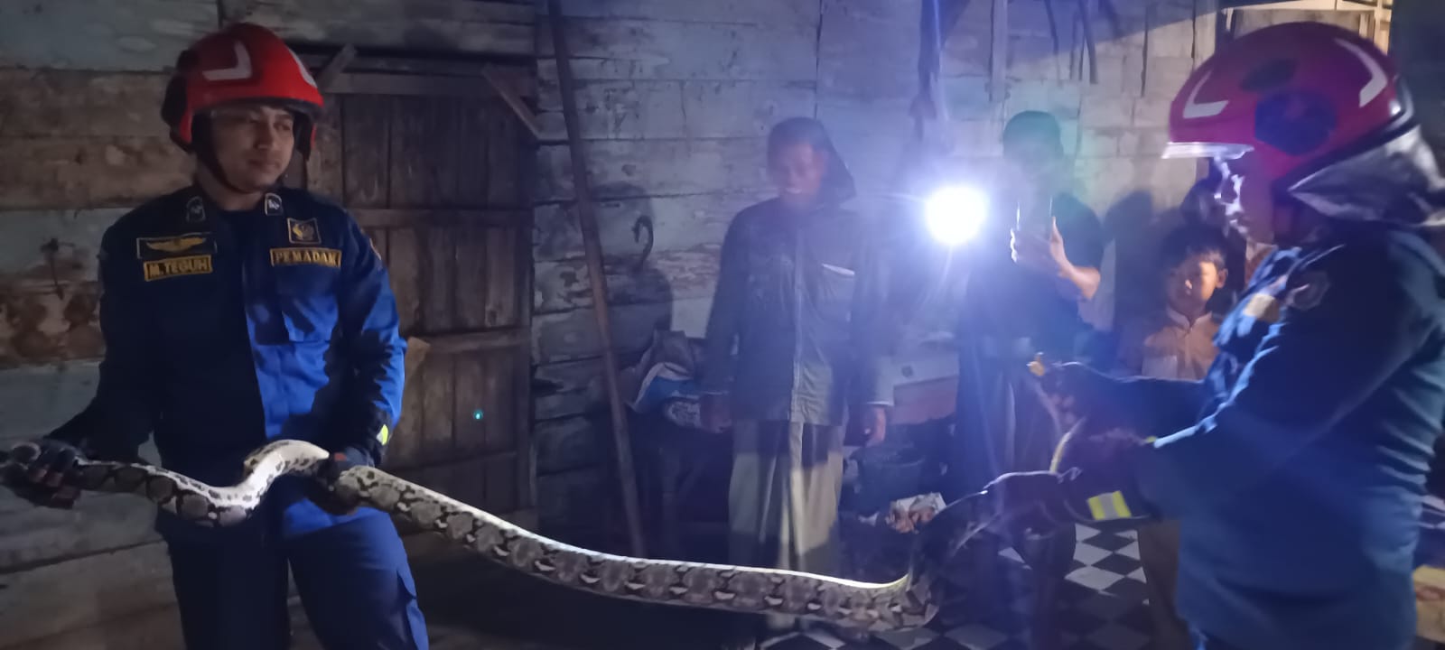 Damkarmat Bojonegoro Evakuasi Ular Python di Permukiman Warga Kecamatan Temayang