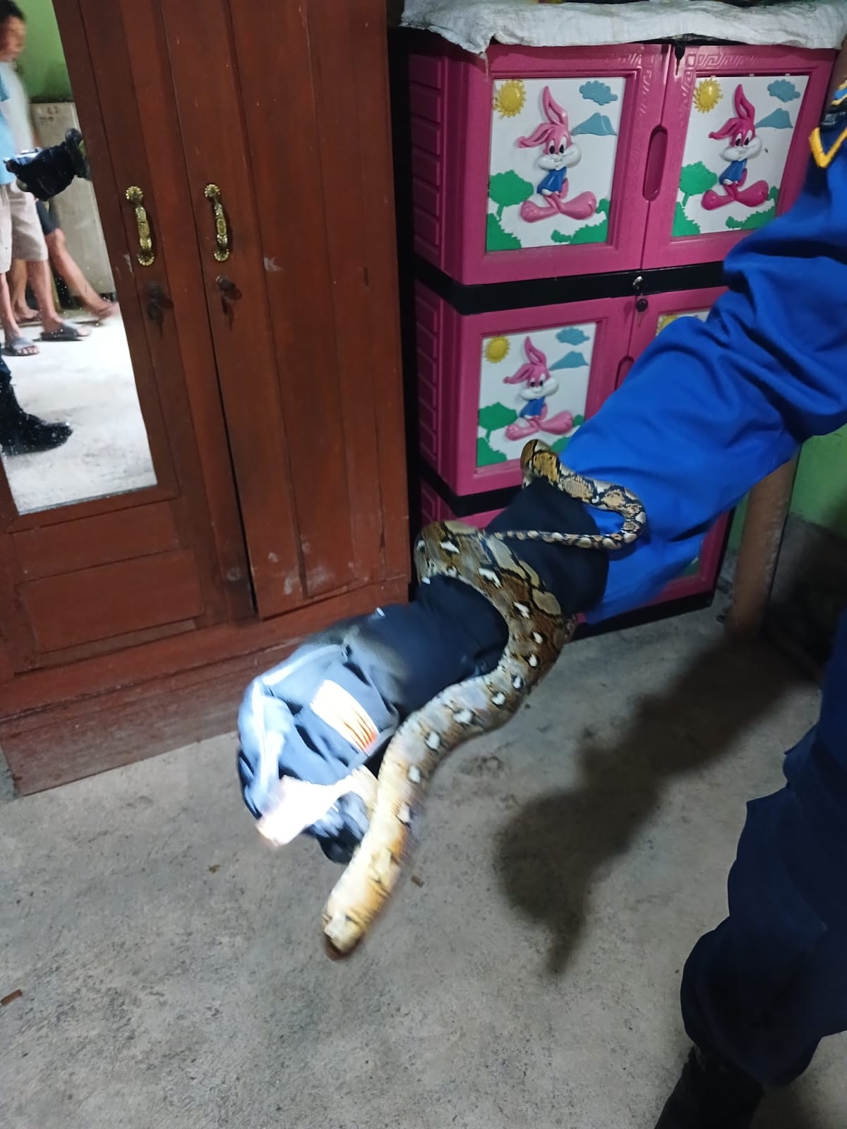 Damkarmat Bojonegoro Lakukan Evakuasi Ular di Wilayah Kedungadem