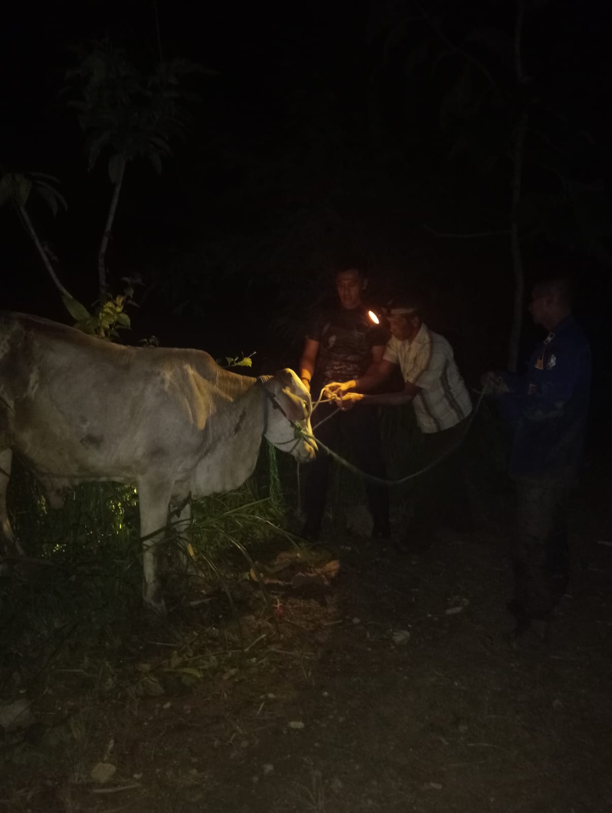 Damkarmat Bojonegoro Evakuasi Sapi Lepas yang Membahayakan Warga di Kecamatan Sekar