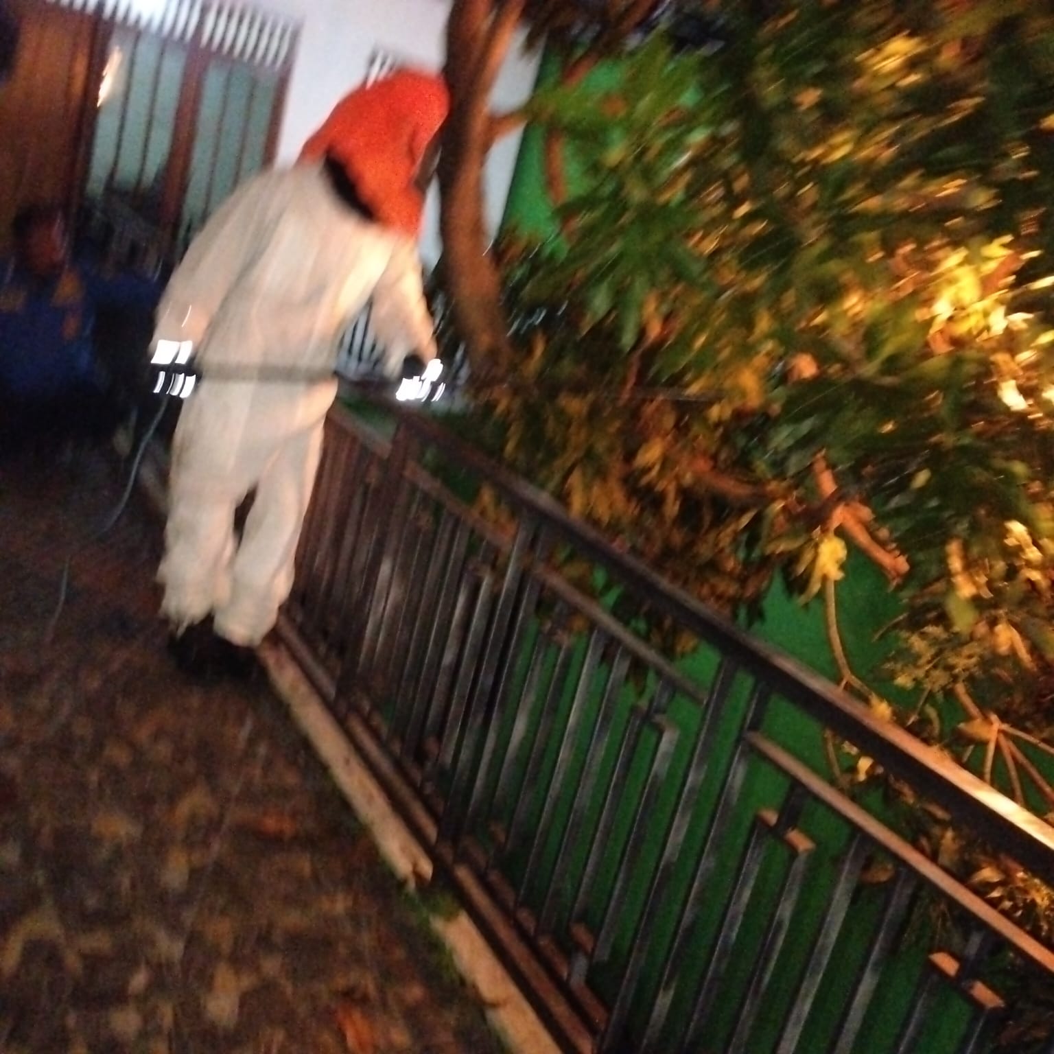 Damkarmat Pos Kota Tangani Sarang Tawon Ndas di Kelurahan Banjarejo