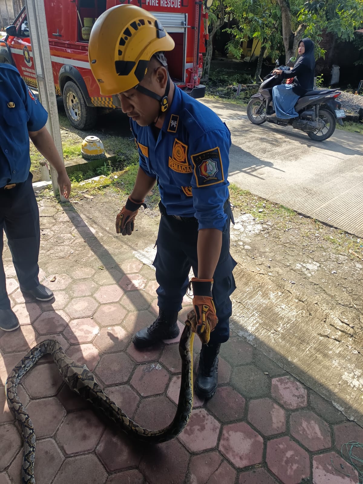 Damkarmat Pos Kota Evakuasi Ular Sanca dari Kandang Bebek Warga Kalitidu