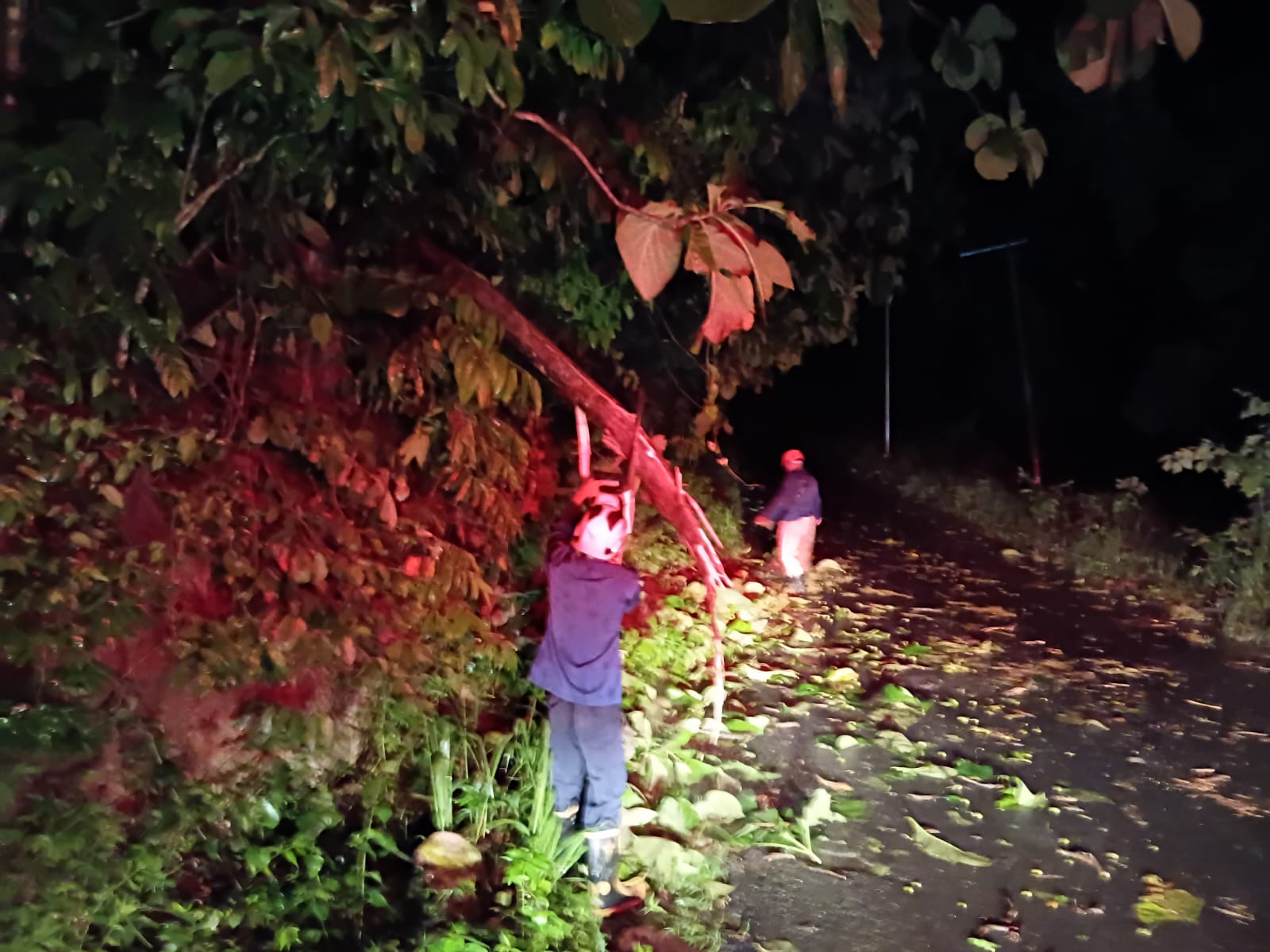 Damkarmat Bojonegoro Evakuasi Cabang Pohon Patah di Jalur Bojonegoro–Gondang