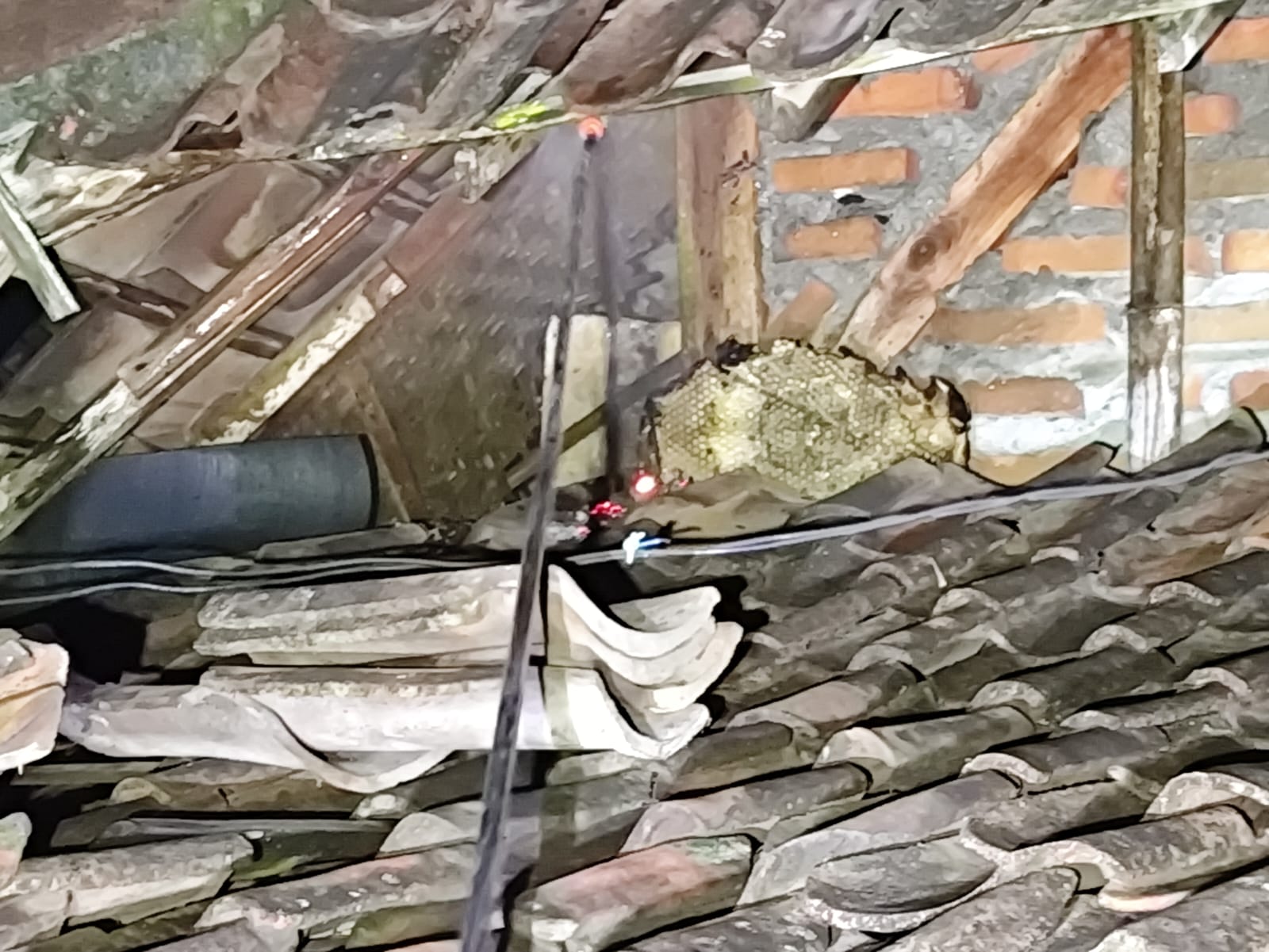 Damkarmat Pos Baureno Tangani Sarang Tawon di Desa Sraturejo