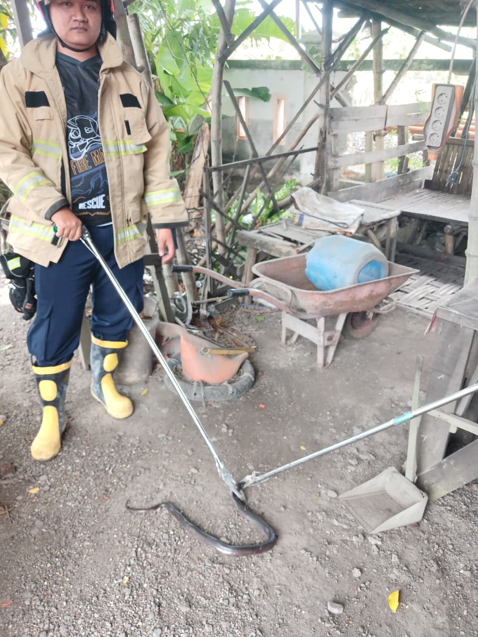Damkarmat Pos Baureno Evakuasi Ular Cobra Jawa di Permukiman Warga