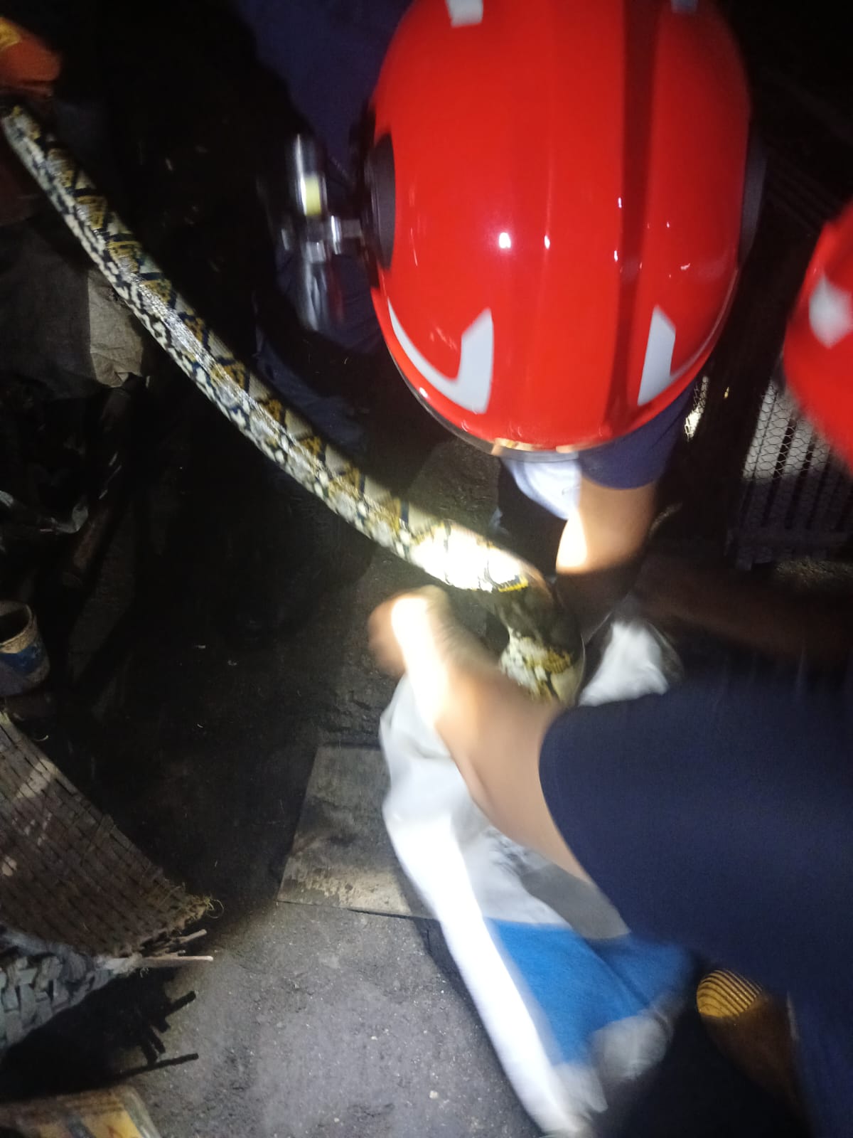 Damkarmat Pos Kedungadem Evakuasi Ular Sanca Batik di Desa Pejok