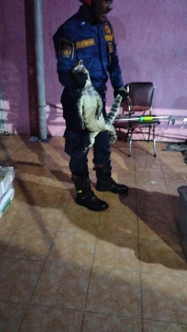 Damkarmat Pos Kota Evakuasi Biawak Air di Permukiman Warga Desa Pacul