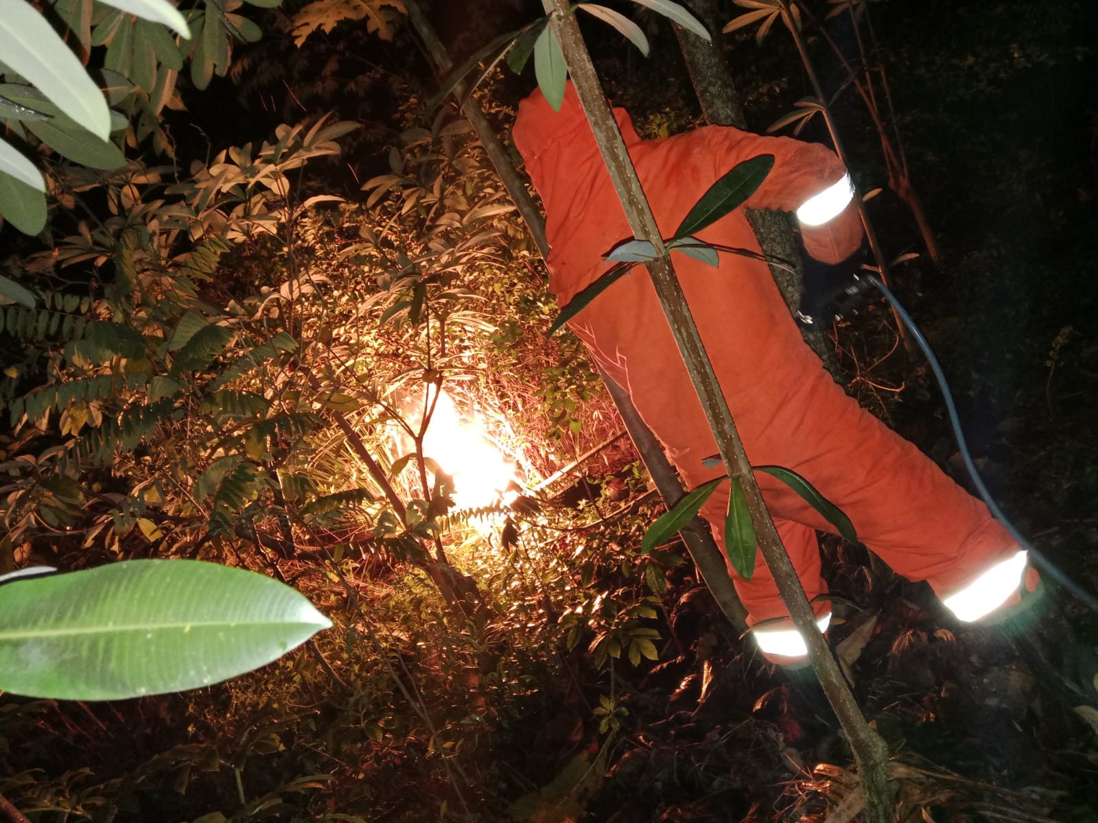 Damkarmat Pos Kota Tangani Aduan Sarang Tawon di Desa Bangilan