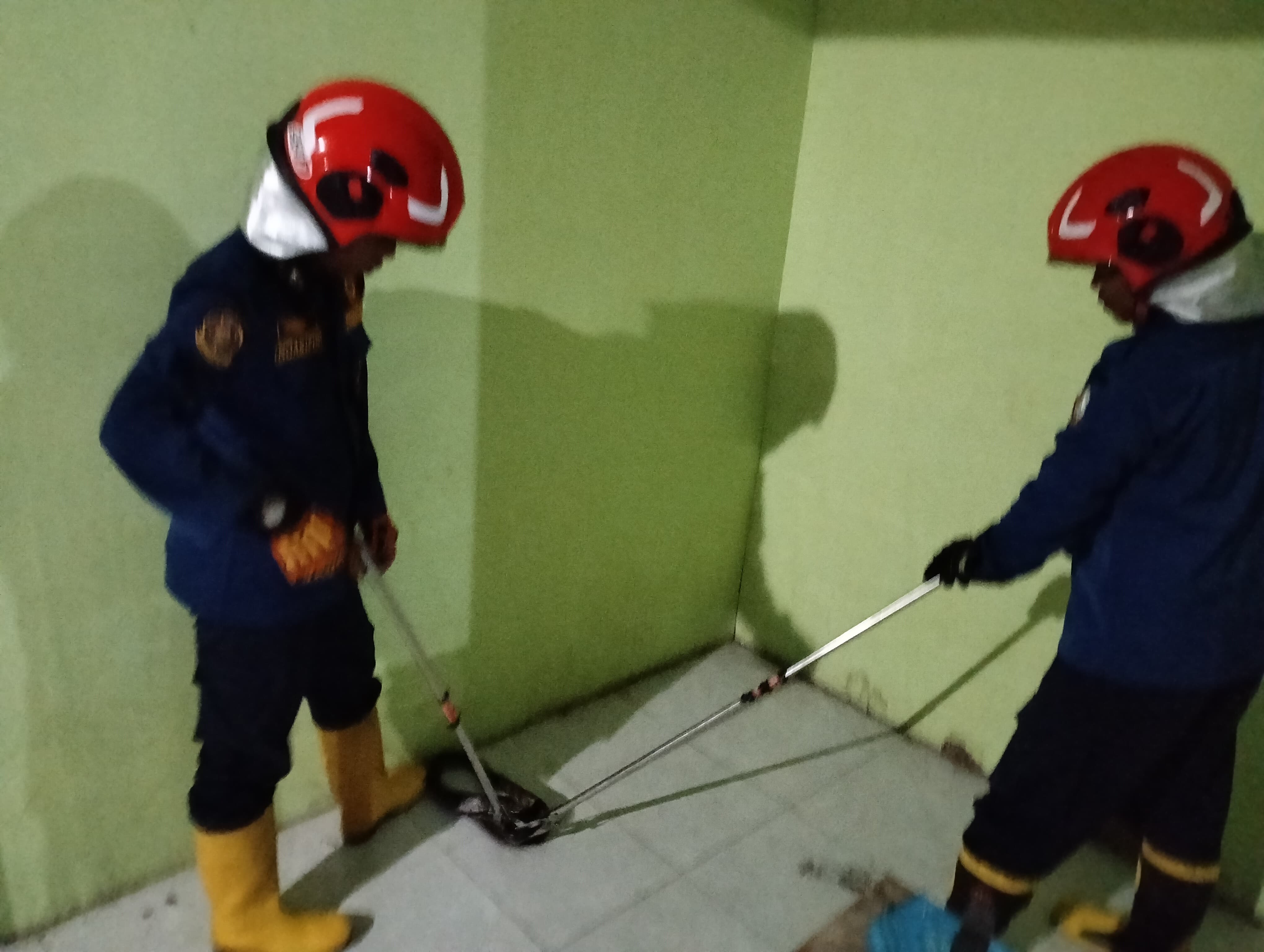 Petugas Damkarmat Bojonegoro Evakuasi Ular di Permukiman Warga Desa Ngasem