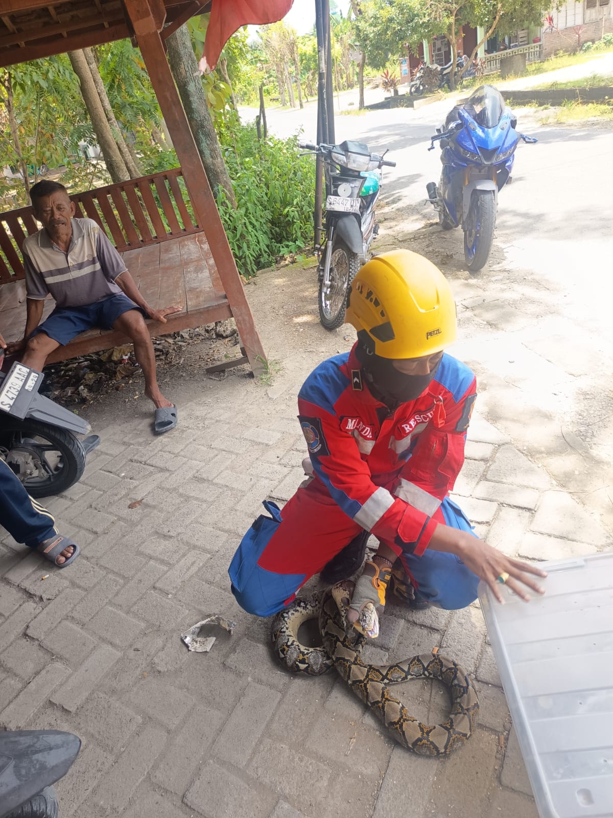 Damkarmat Bojonegoro Evakuasi Ular Sanca di Halaman Warung Warga Desa Bendo