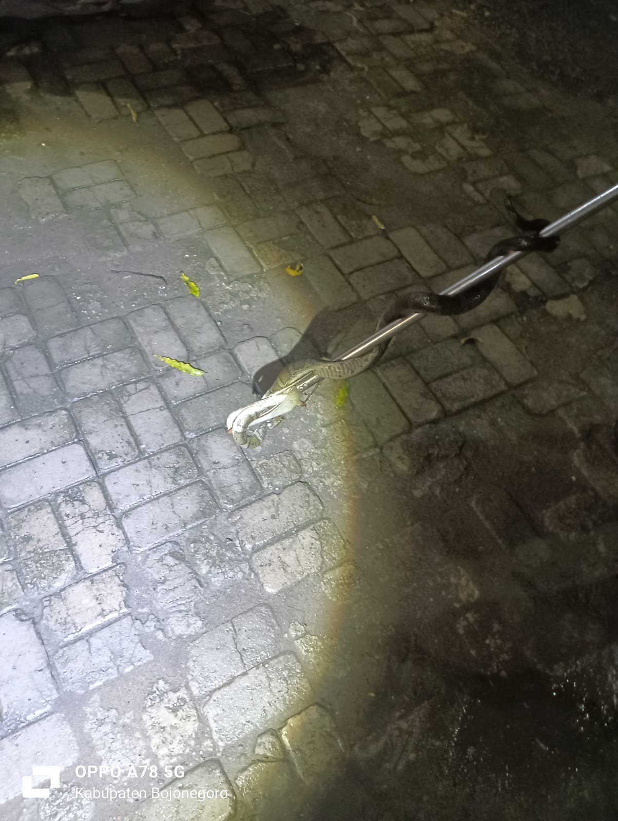 Damkarmat Bojonegoro Evakuasi Ular Tanah di Halaman Ruko Jalan Ahmad Yani