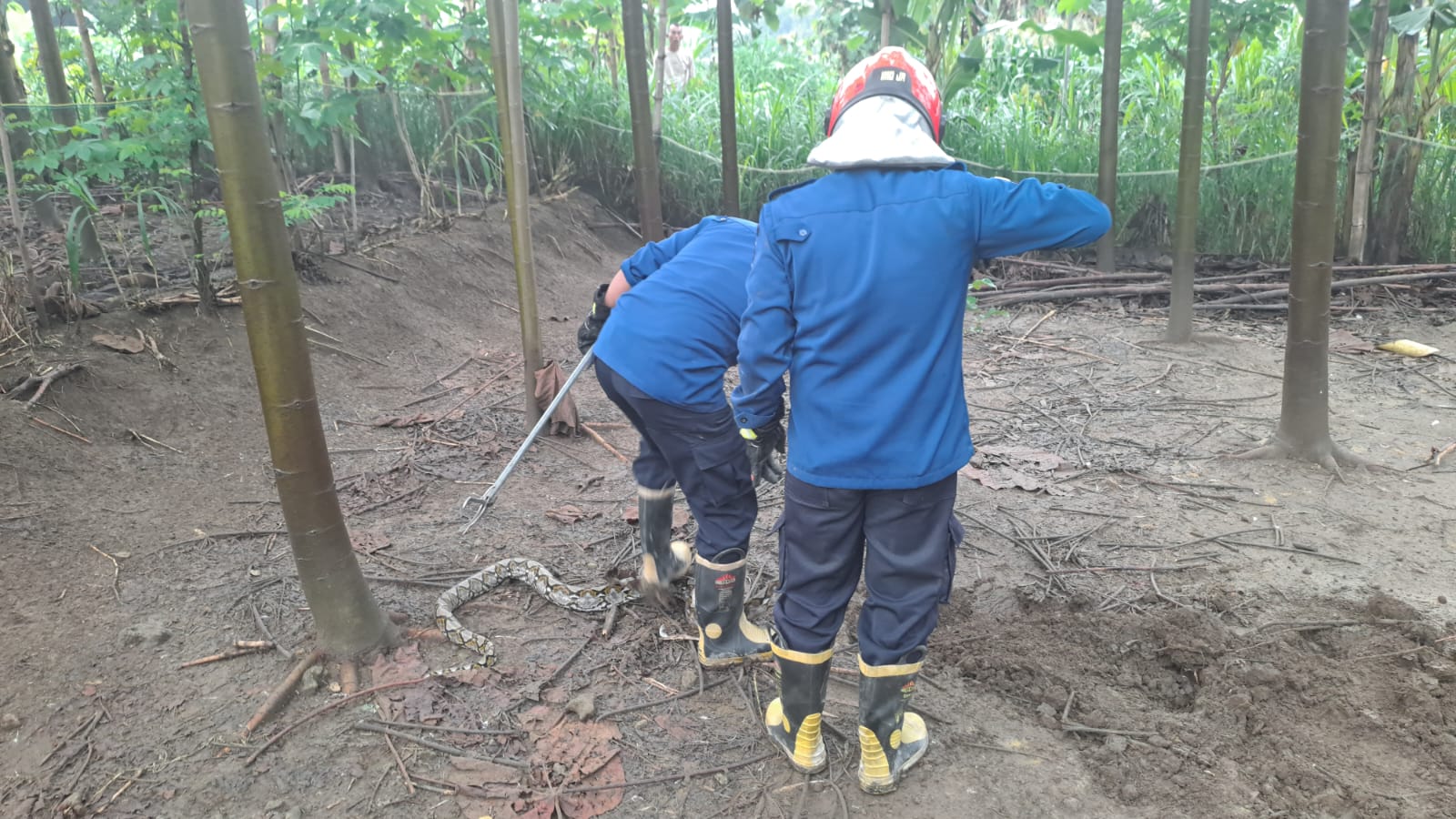 Damkarmat Bojonegoro Evakuasi Ular Piton di Kandang Ayam Warga Temayang