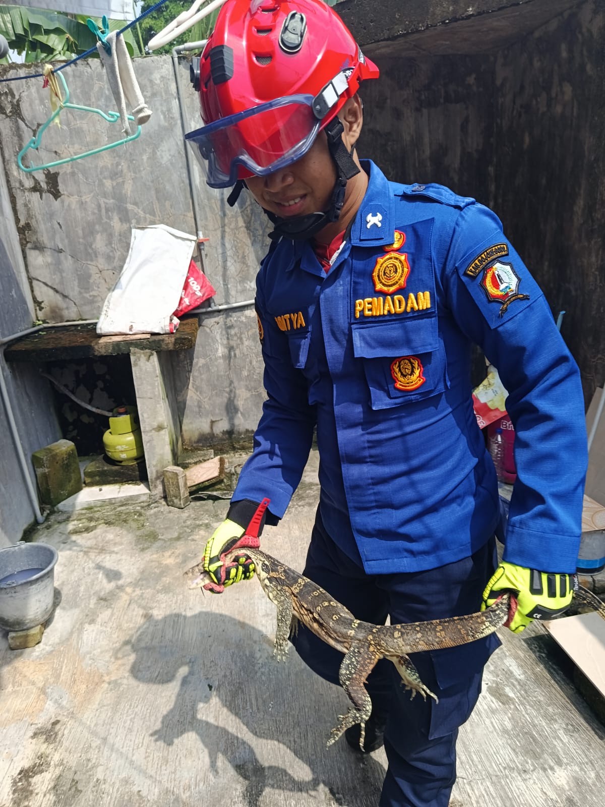 Damkarmat Bojonegoro Evakuasi Biawak di Permukiman Warga Campurejo