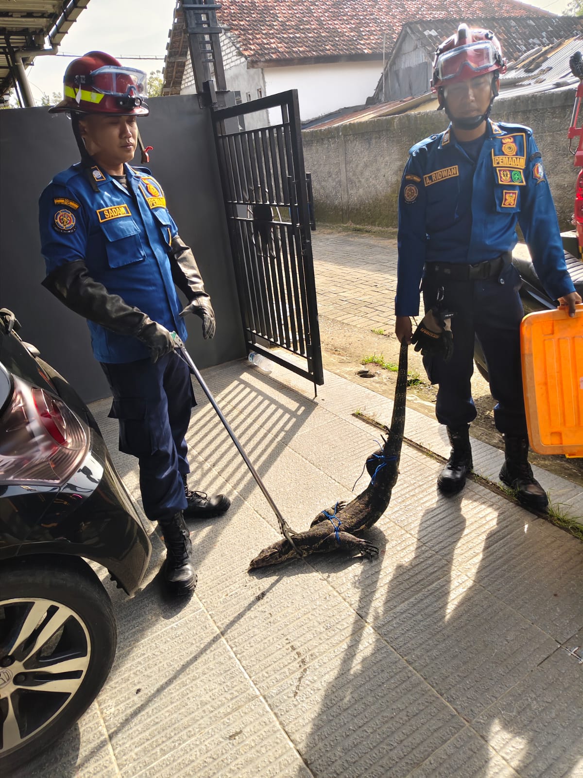 Damkarmat Bojonegoro Evakuasi Biawak di Permukiman Warga Sukorejo