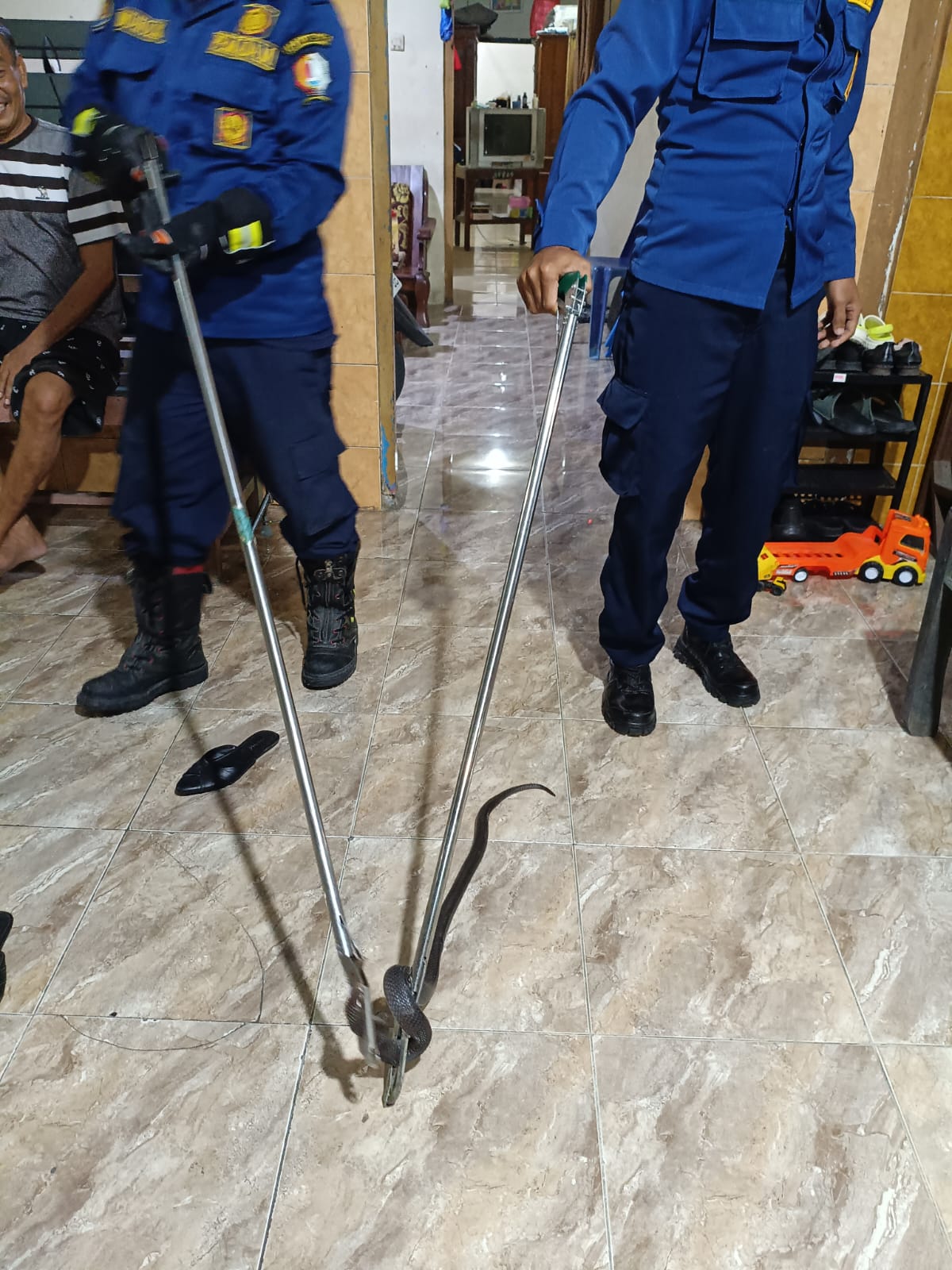 Damkarmat Bojonegoro Evakuasi Ular Kobra Jawa di Permukiman Warga Baureno