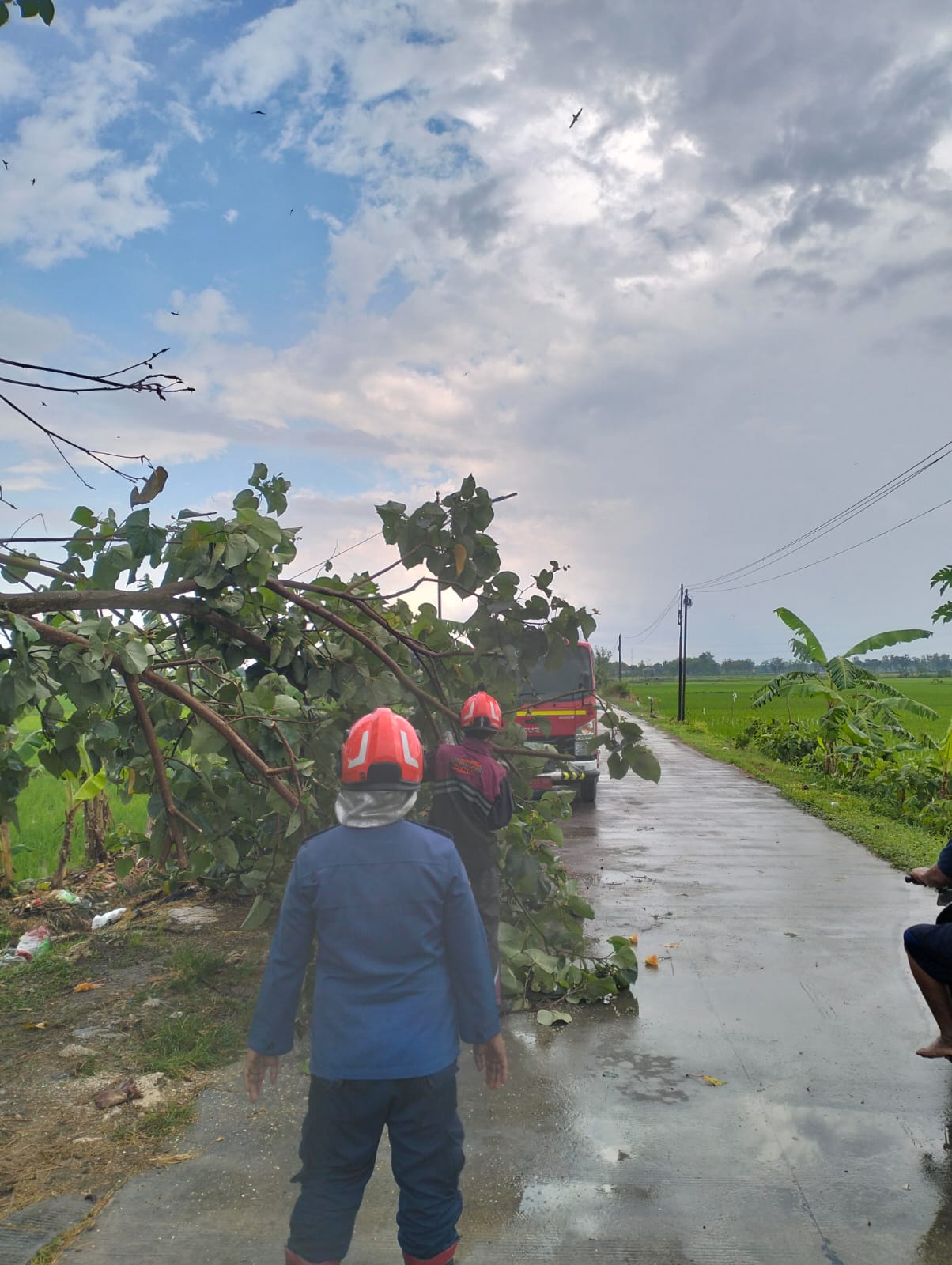 Damkar Bojonegoro Evakuasi Pohon Tumbang yang Melintang di Jalan Desa Suwaloh