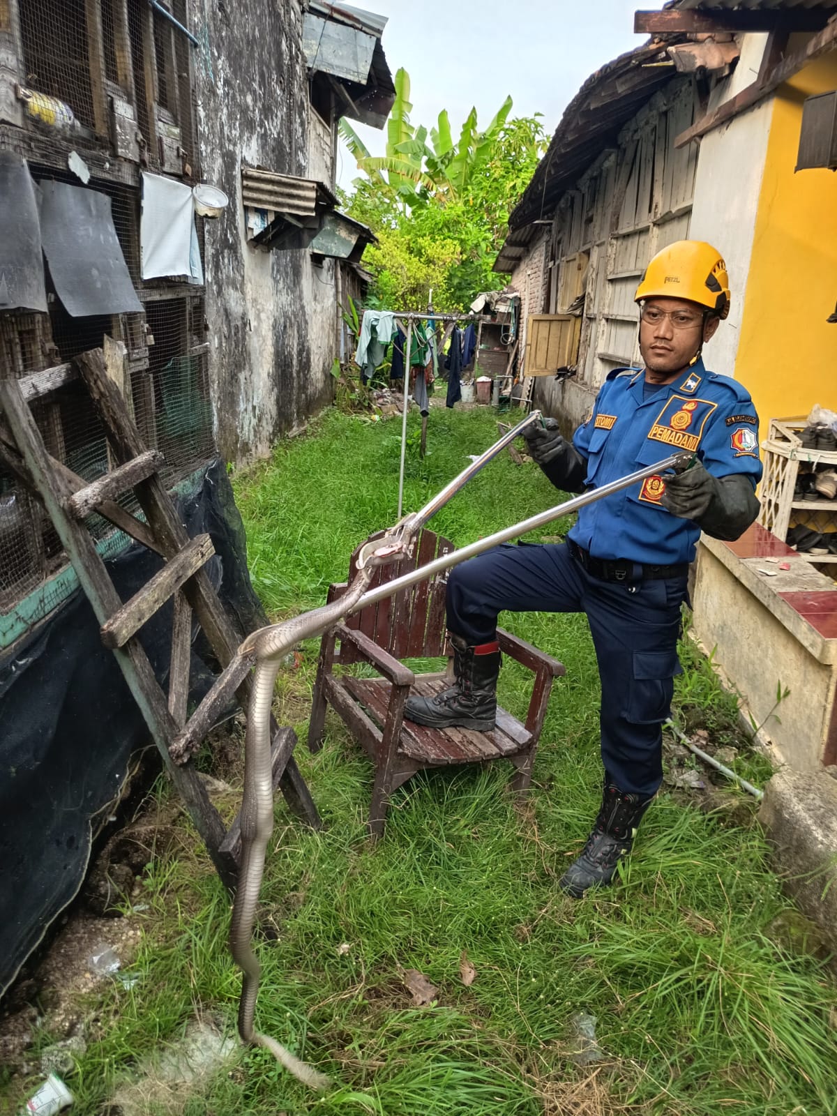 Damkar Bojonegoro Evakuasi Ular Cobra dari Kandang Burung di Desa Tikusan