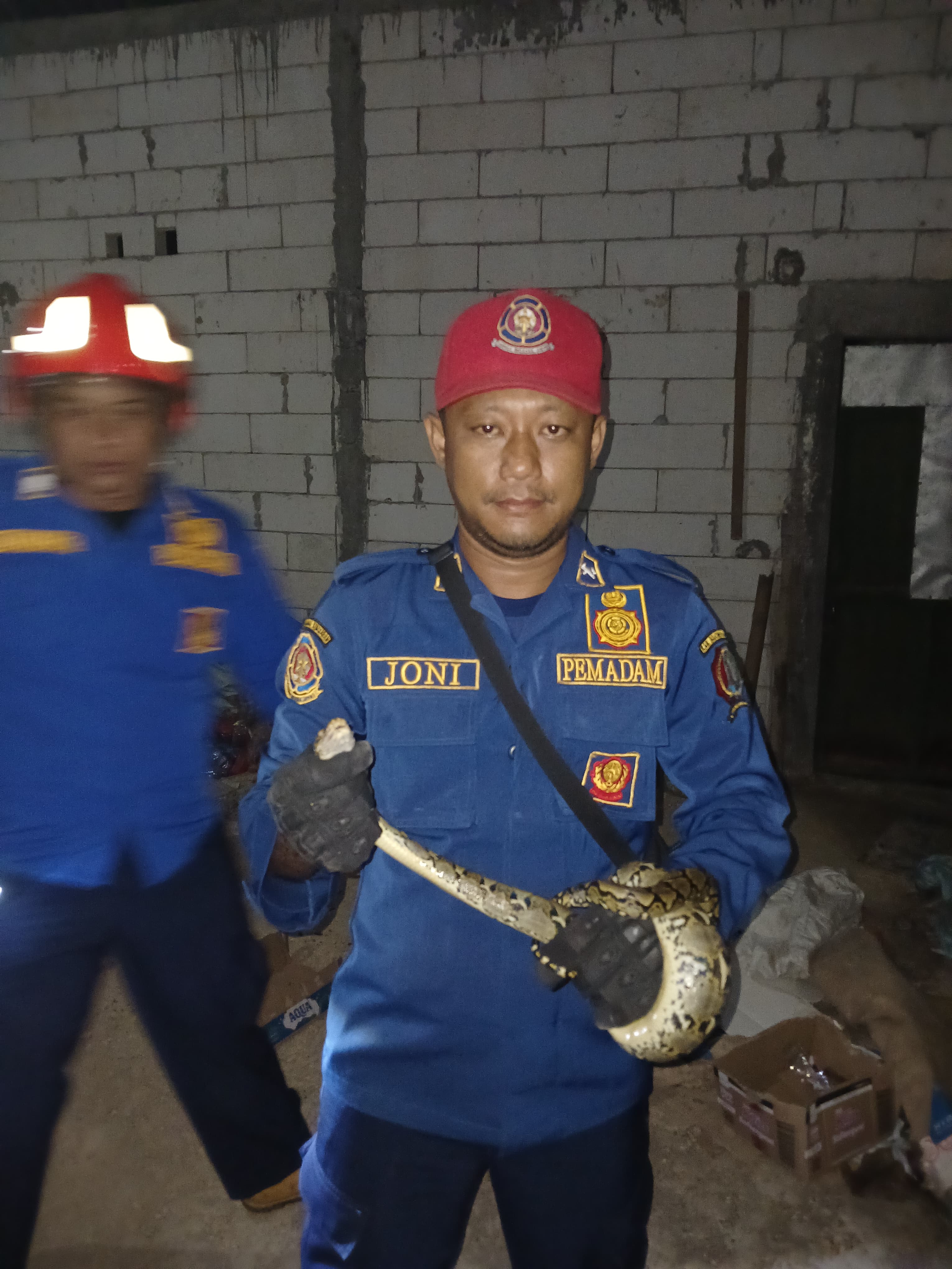 Damkar Bojonegoro Evakuasi Ular Sanca Kembang di Kedungadem