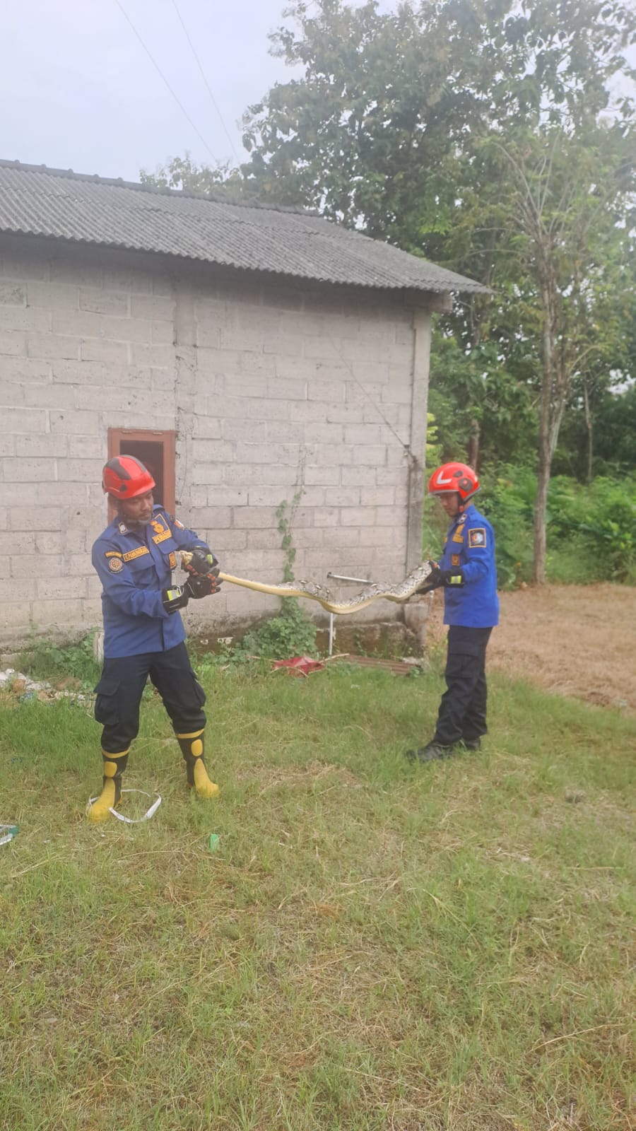 Damkar Bojonegoro Evakuasi Ular Python dari Rumah Warga di Temayang