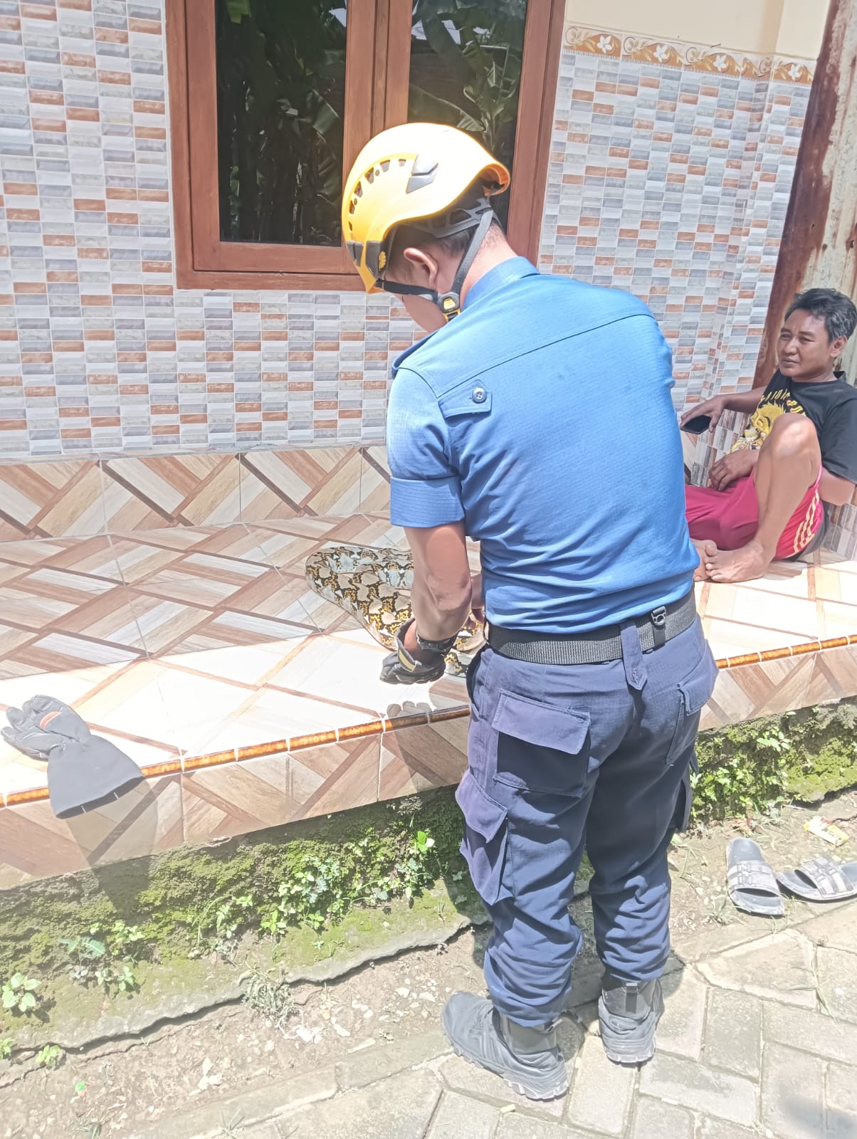 Damkar Bojonegoro Evakuasi Ular Sanca di Permukiman Warga Ngrowo
