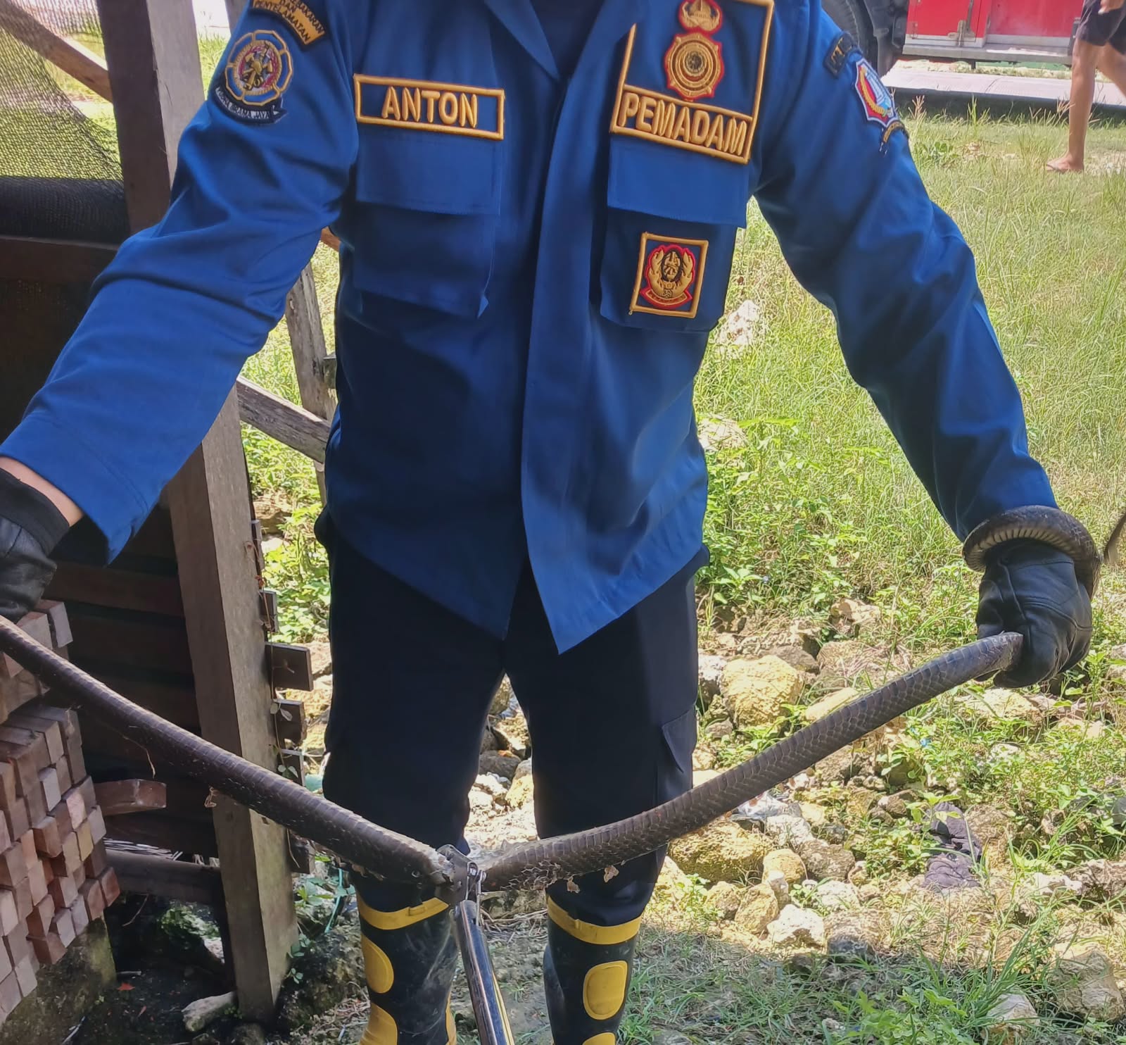 Damkar Bojonegoro Evakuasi Ular di Toko Bangunan Wilayah Kepohbaru