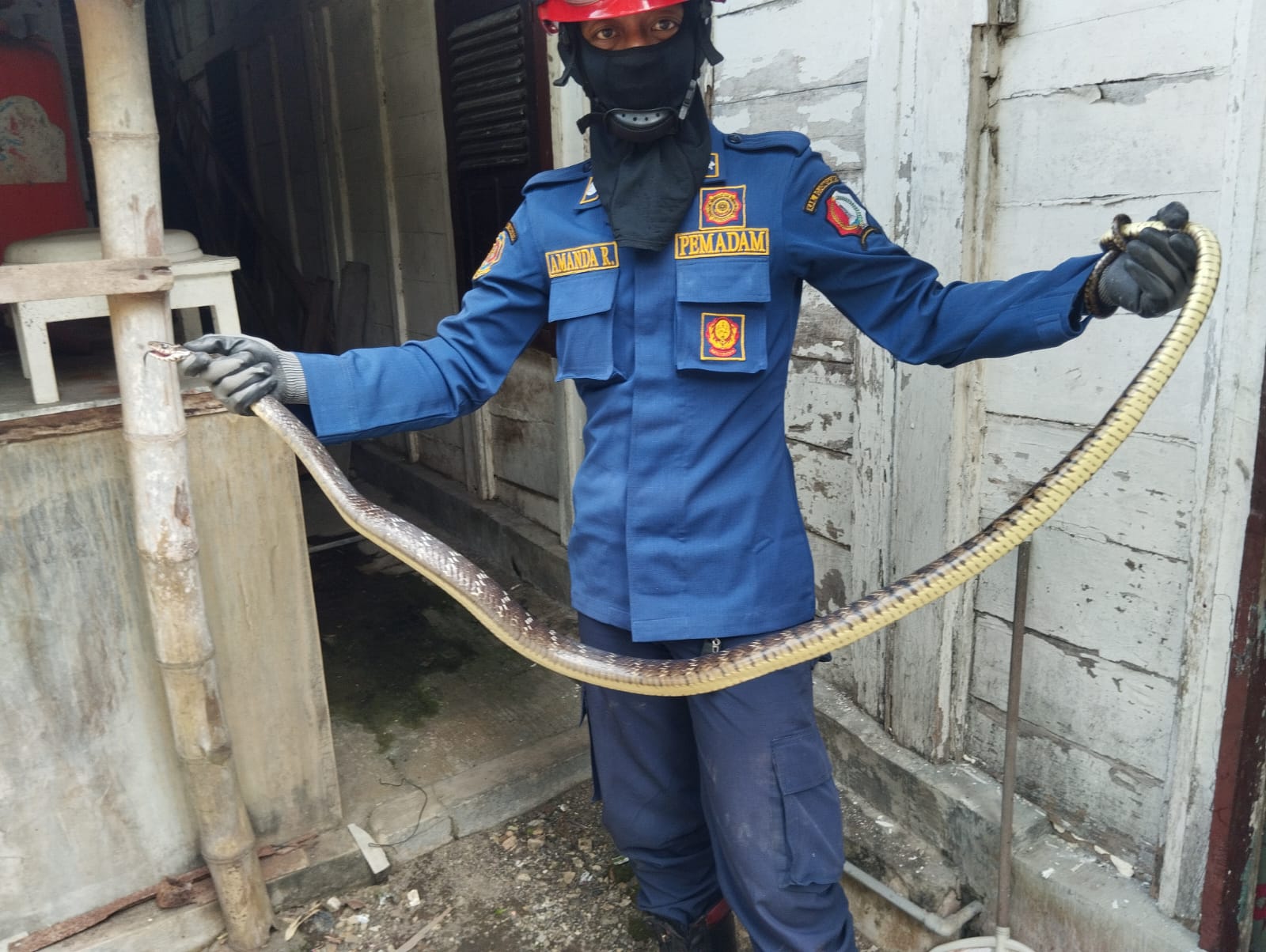 Damkar Bojonegoro Evakuasi Ular dari Dalam Rumah Warga di Kadipaten