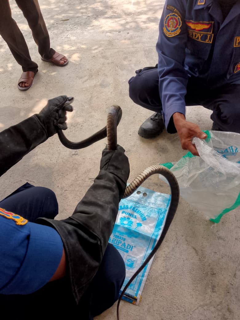 Damkar Bojonegoro Evakuasi Ular di Permukiman Warga Dander