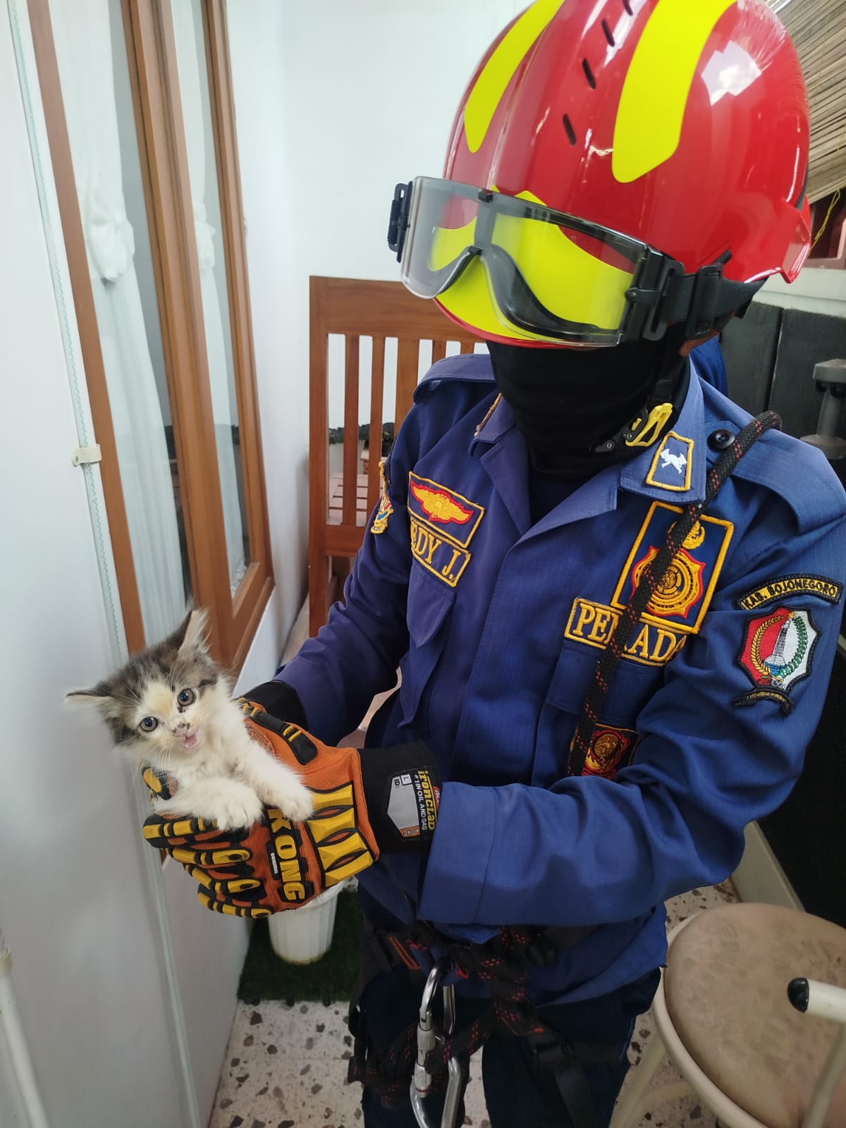 Damkarmat Bojonegoro Evakuasi Kucing Peliharaan di Kelurahan Ngrowo