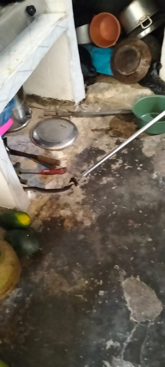Damkarmat Bojonegoro Evakuasi Ular Cobra di Permukiman Warga Desa Pacul