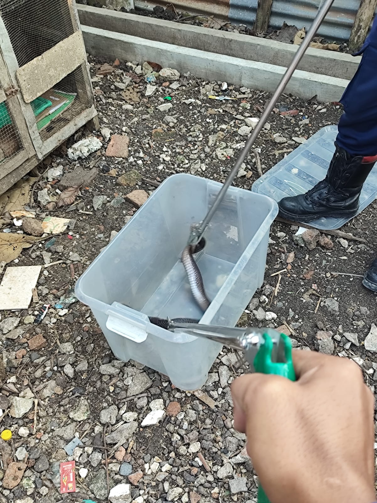 Damkar Bojonegoro Berhasil Evakuasi Ular Cobra di Permukiman Warga Dander
