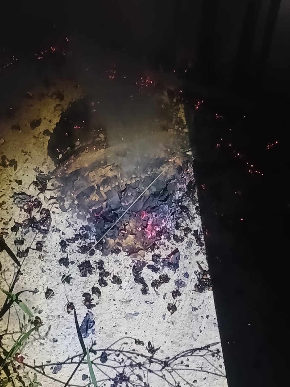 Damkarmat Bojonegoro Tangani Sarang Tawon Vespa Affinis di Permukiman Warga Baureno