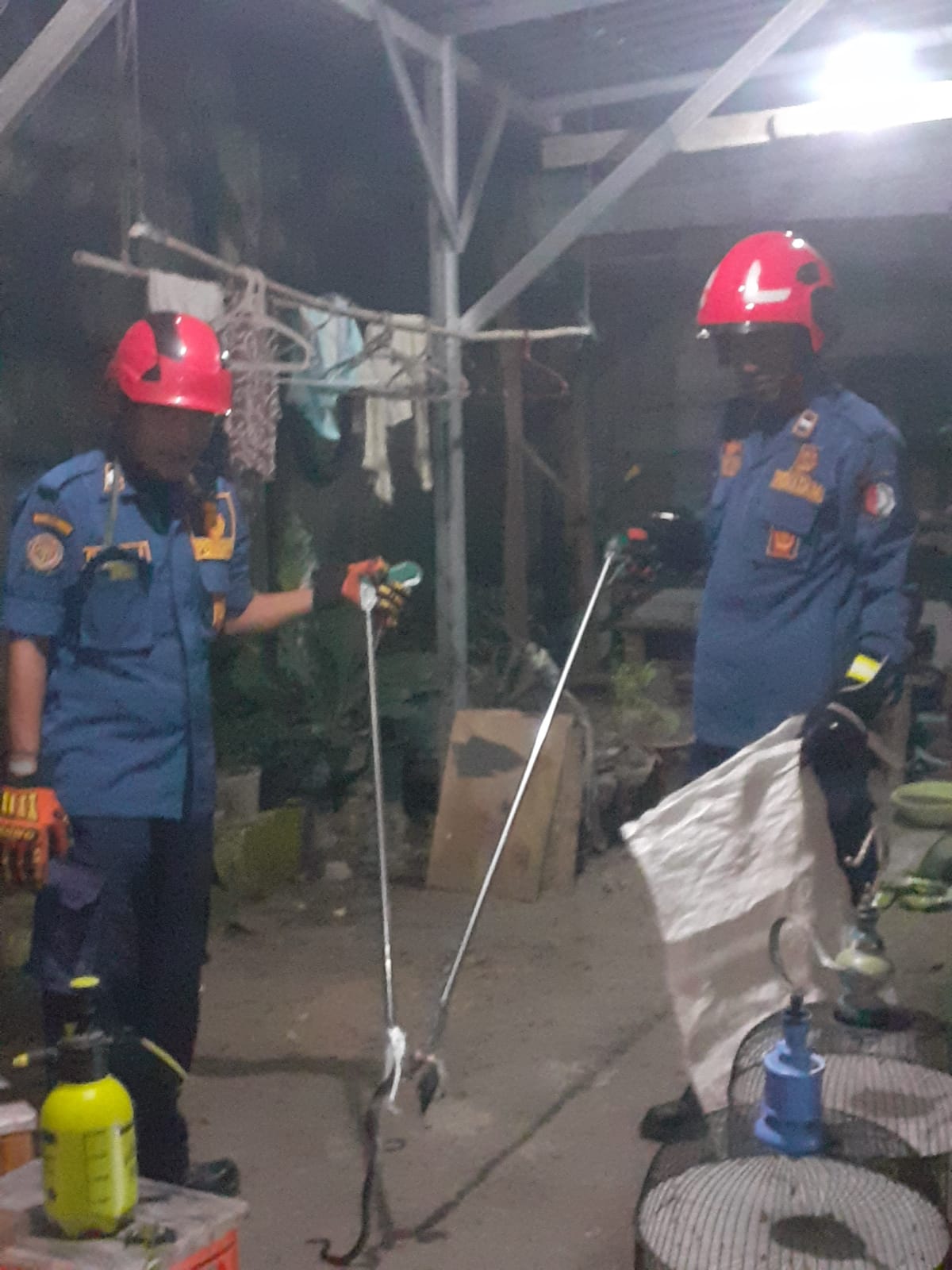 Damkarmat Bojonegoro Evakuasi Ular Kobra Jawa dari Permukiman Warga di Kecamatan Padangan