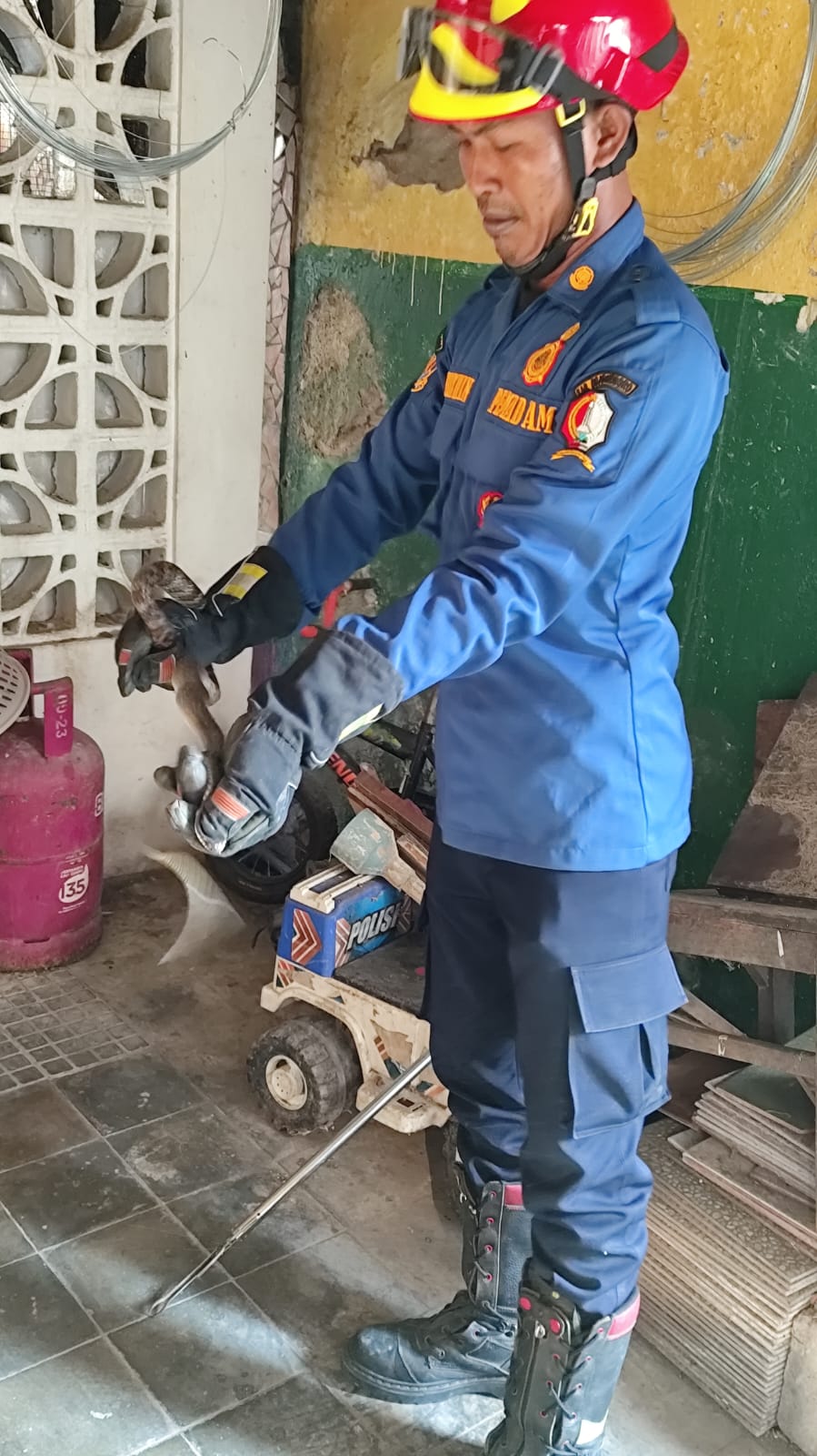 Damkarmat Bojonegoro Evakuasi Ular Koros dari Permukiman Warga di Kelurahan Kadipaten