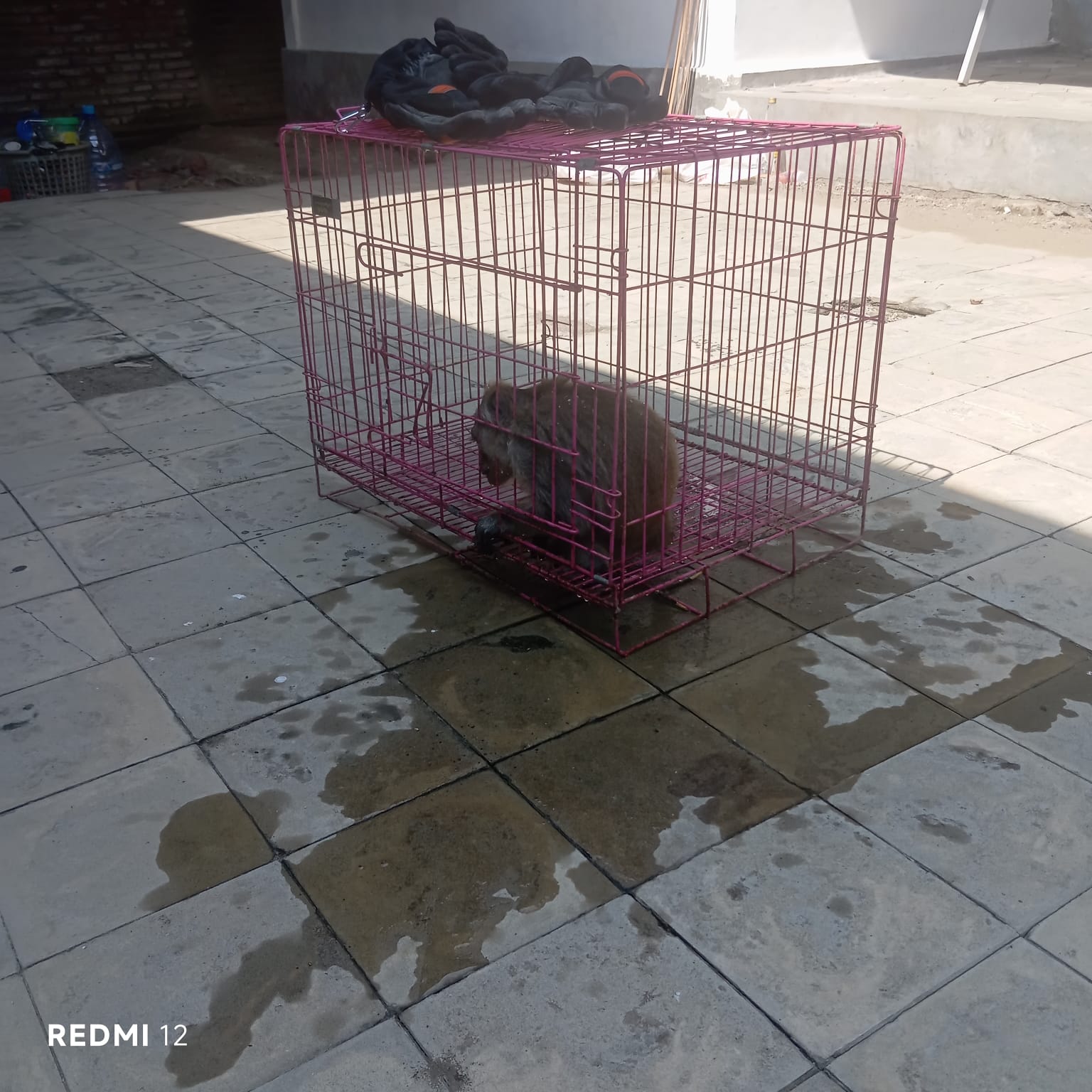 Damkarmat Bojonegoro Evakuasi Kera yang Masuk Permukiman Warga di Kecamatan Dander