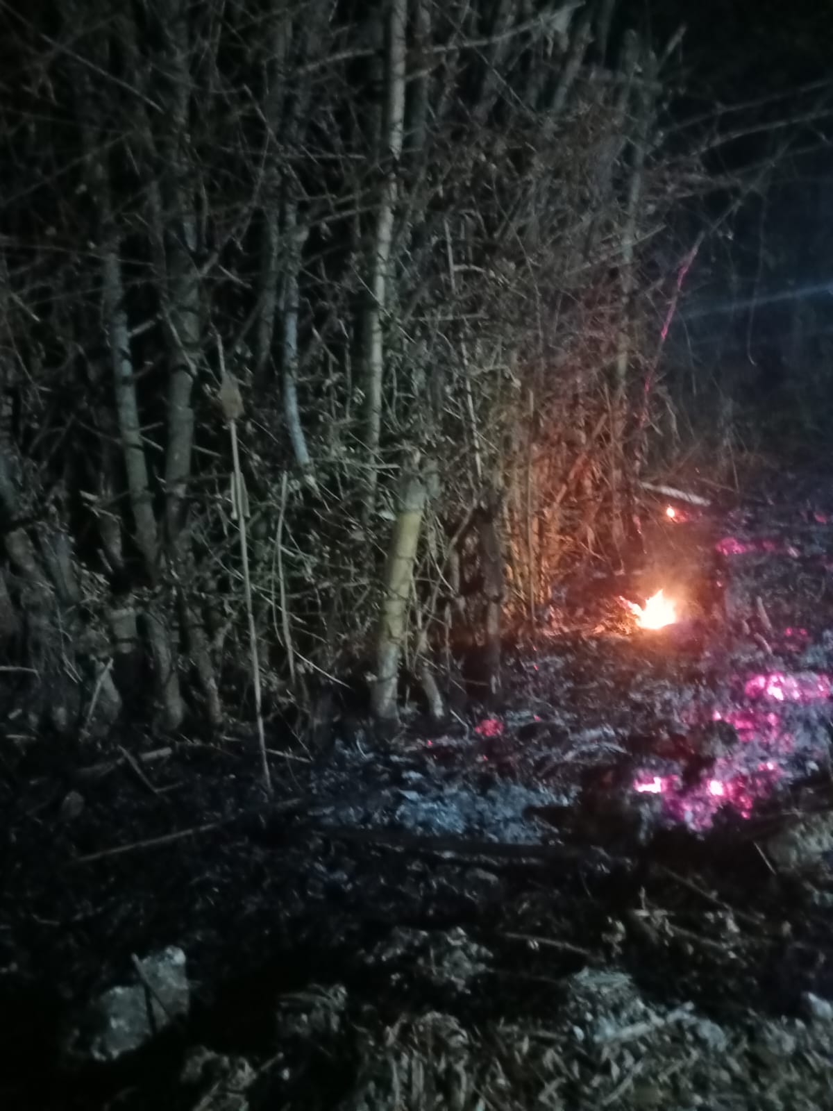 Damkarmat Bojonegoro Tangani Kebakaran Rumpun Bambu Dekat Permukiman di Kedungadem