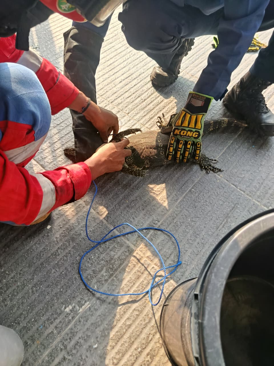 Damkarmat Bojonegoro Evakuasi Biawak di Dalam Rumah Warga Sukorejo