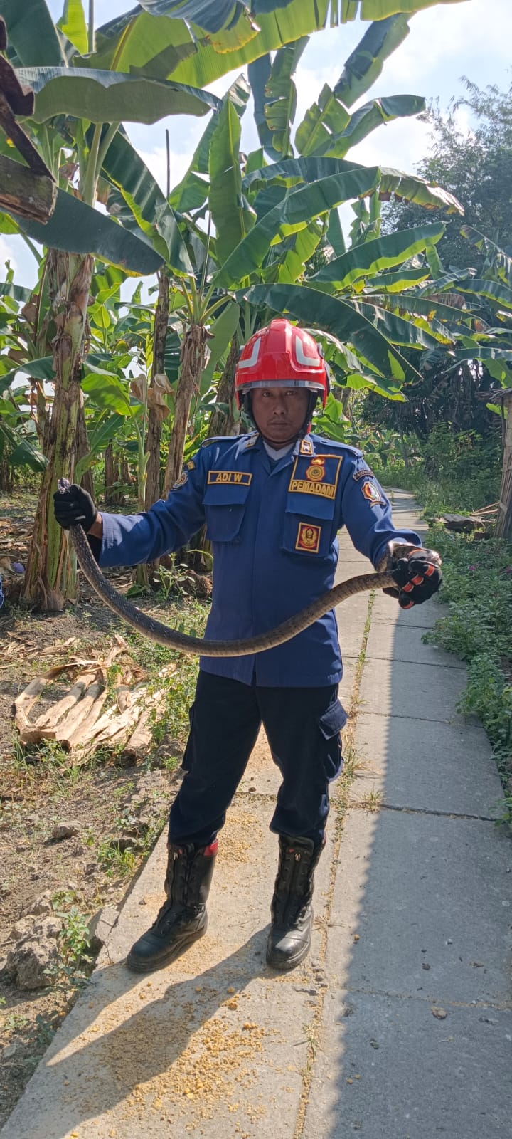 Damkarmat Bojonegoro Evakuasi Ular King Corros di Permukiman Warga Ngasem