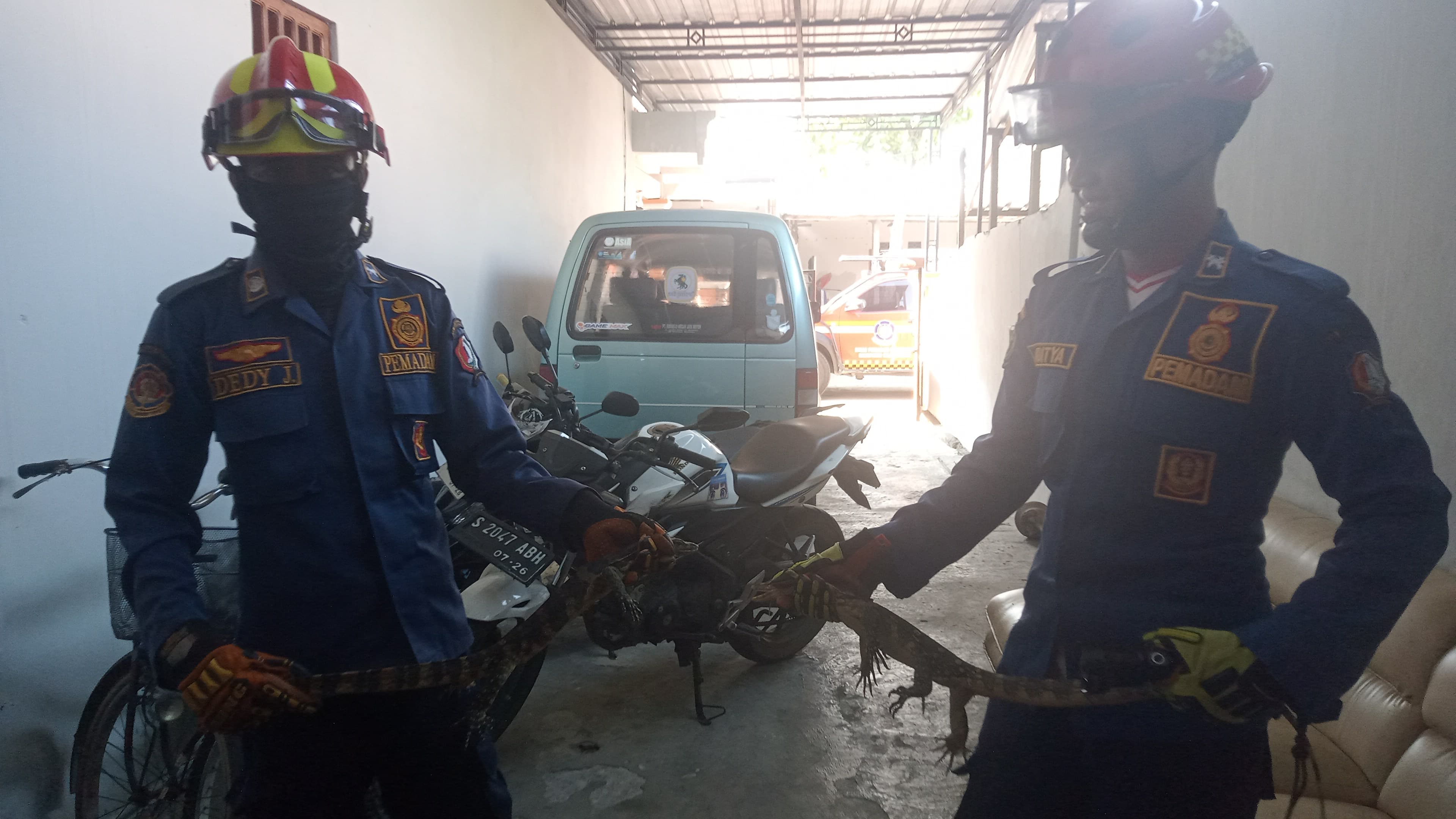 Damkar Bojonegoro Berhasil Evakuasi Dua Ekor Biawak dari Permukiman Warga di Kecamatan Dander