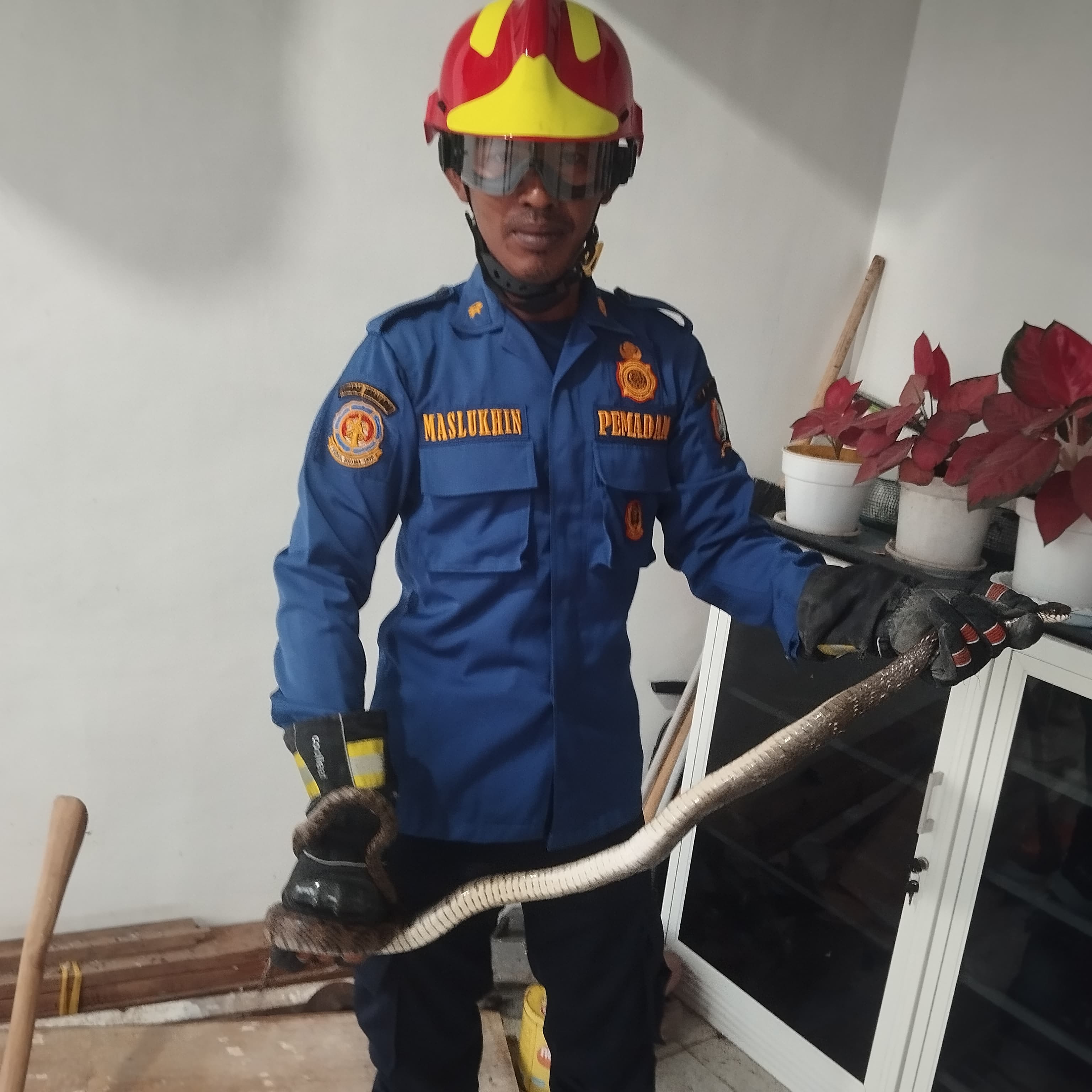Damkarmat Bojonegoro Evakuasi Ular King Corros di Permukiman Warga Desa Sambiroto