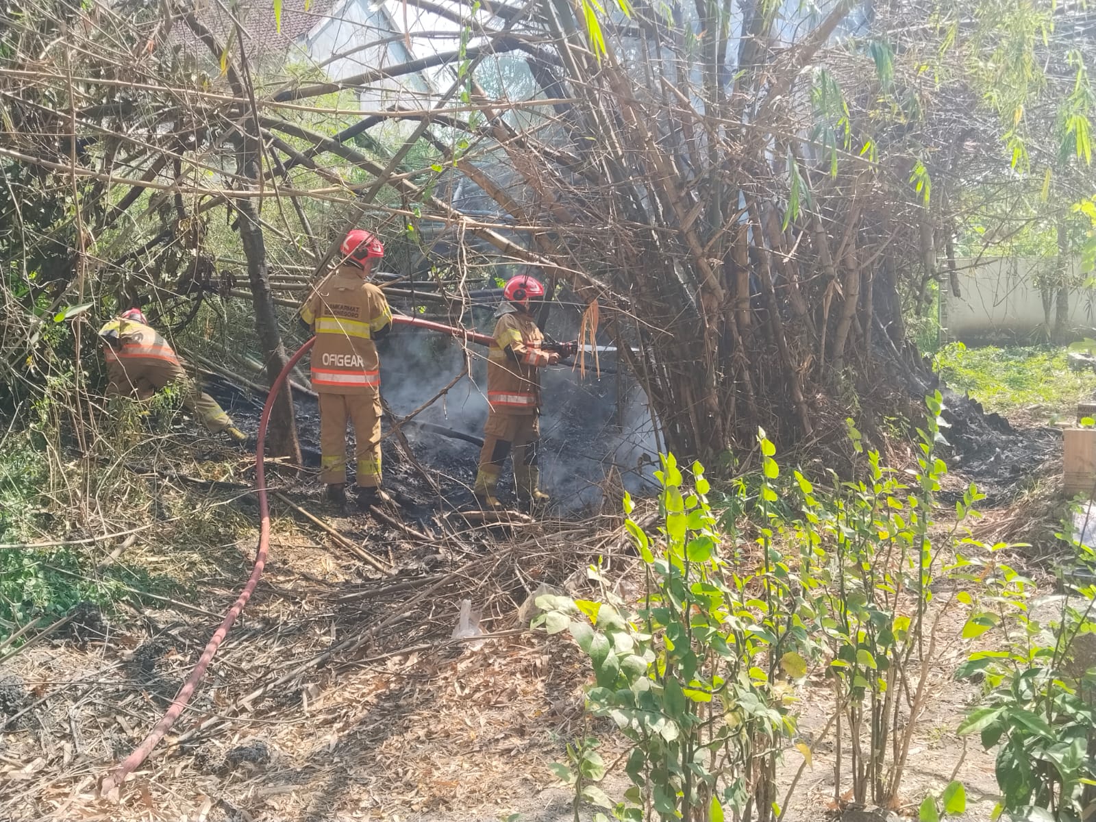 Damkarmat Bojonegoro Berhasil Padamkan Kebakaran Rumpun Bambu di Desa Pacul
