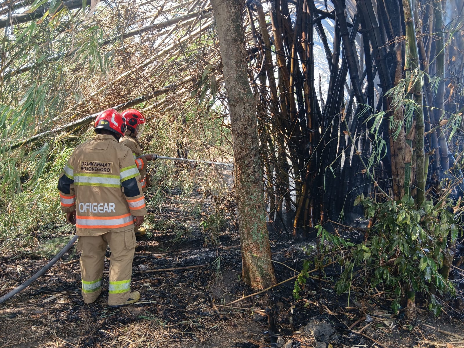 Damkarmat Bojonegoro Berhasil Padamkan Kebakaran Lahan Bambu di Desa Klepek