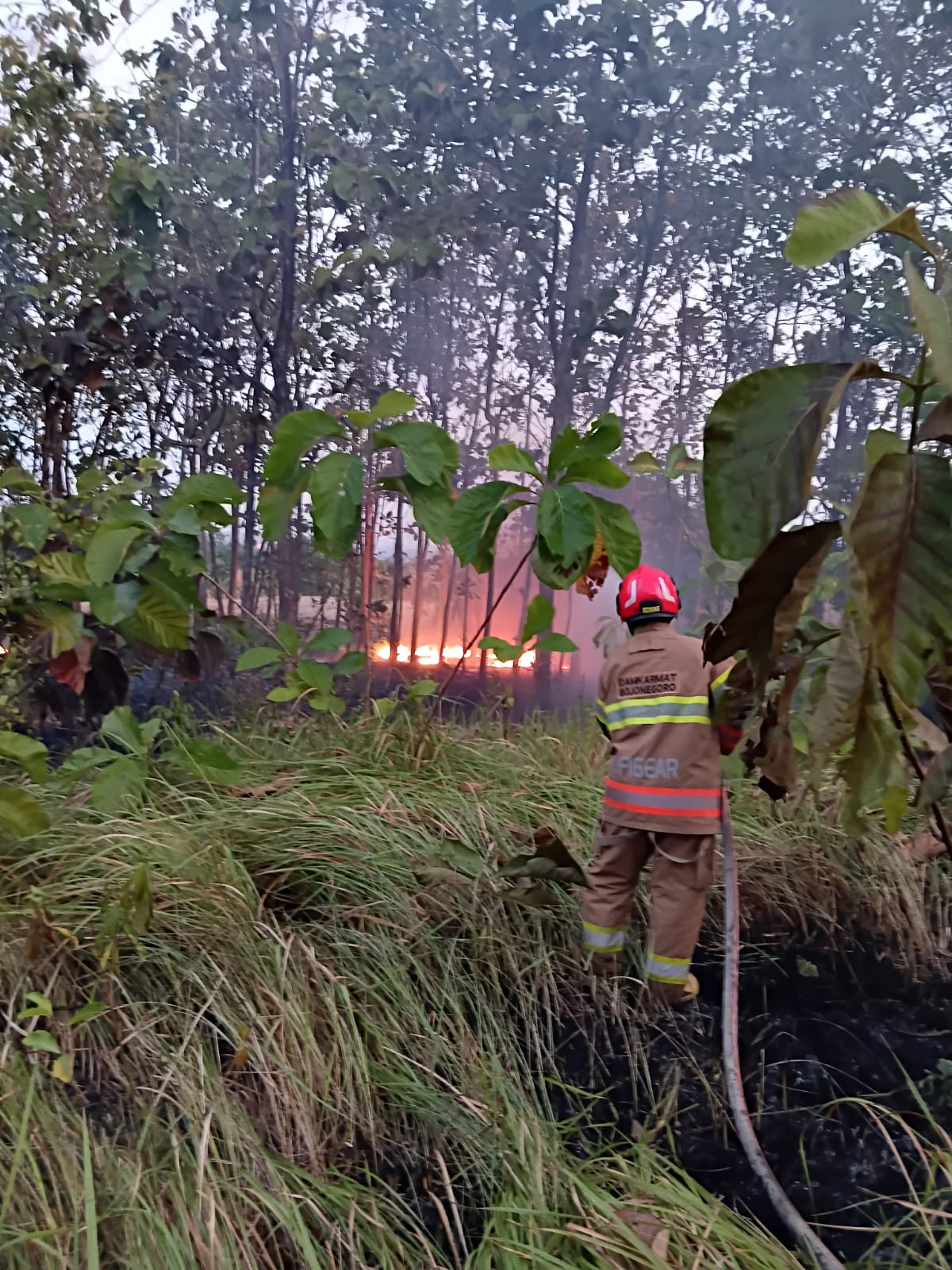 Damkarmat Bojonegoro Cegah Perambatan Kebakaran Lahan Jati di Desa Belun