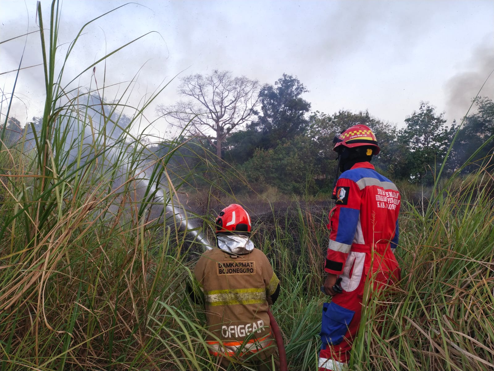 Damkarmat Bojonegoro Tangani Kebakaran Lahan Tebu di Desa Banjarsari